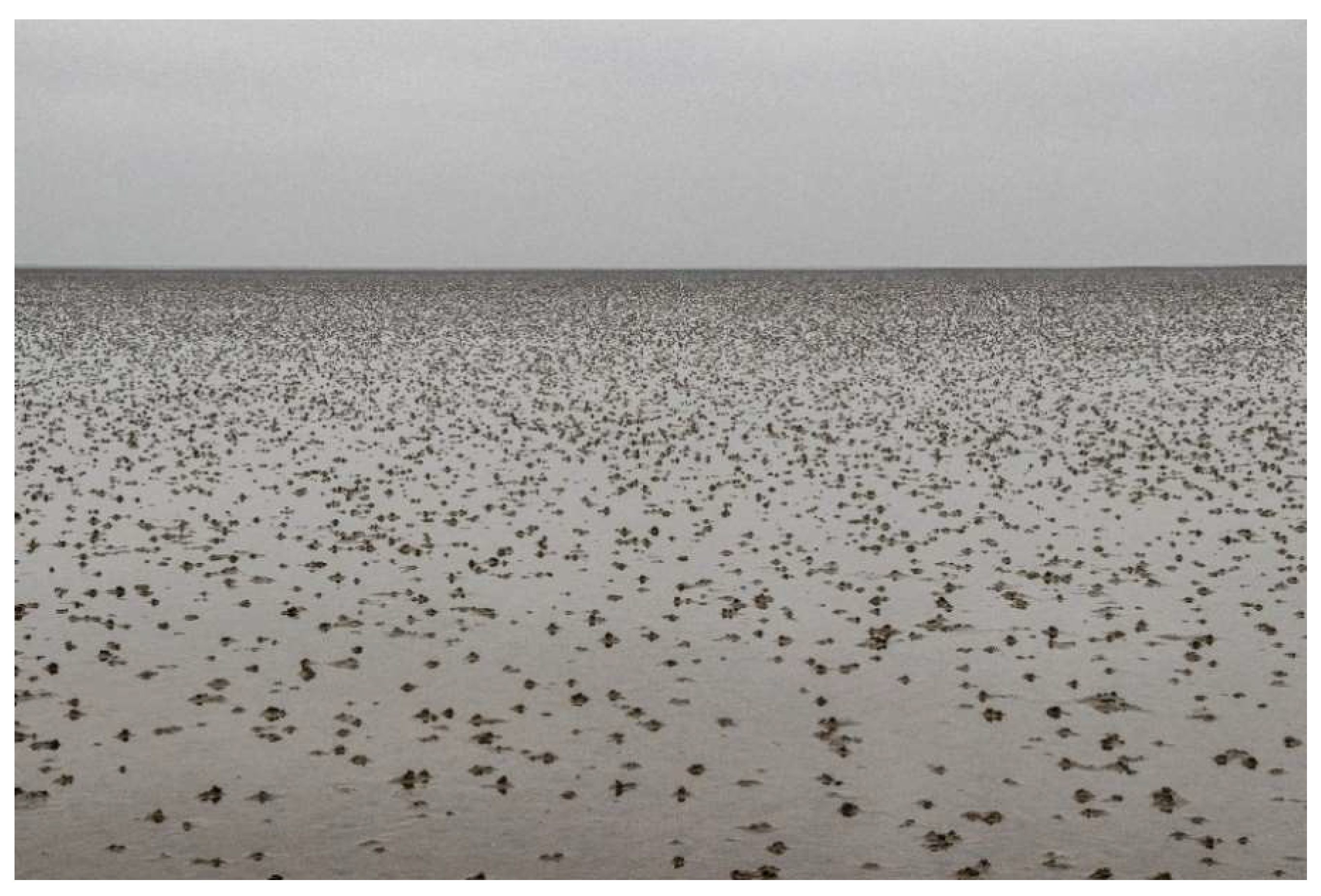 IJERPH | Free Full-Text | Out-of-School Learning in the Wadden Sea: The  Influence of a Mudflat Hiking Tour on the Environmental Attitudes and  Environmental Knowledge of Secondary School Students