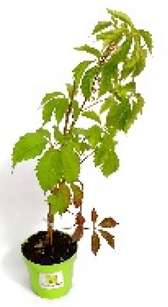 Ijerph 20 01198 i001