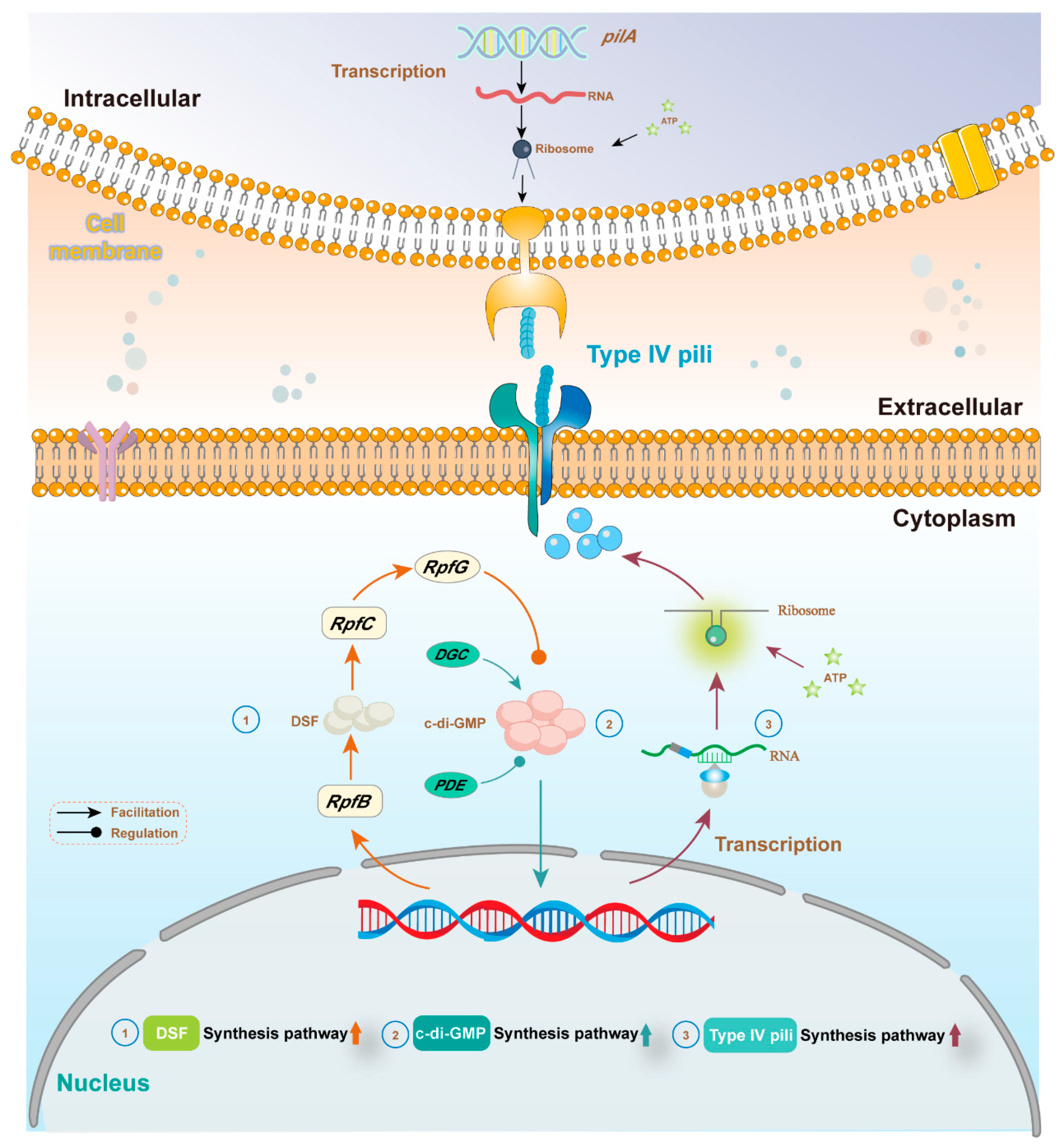 IJERPH | Free Full-Text | Biochar Facilitated Direct Interspecies 