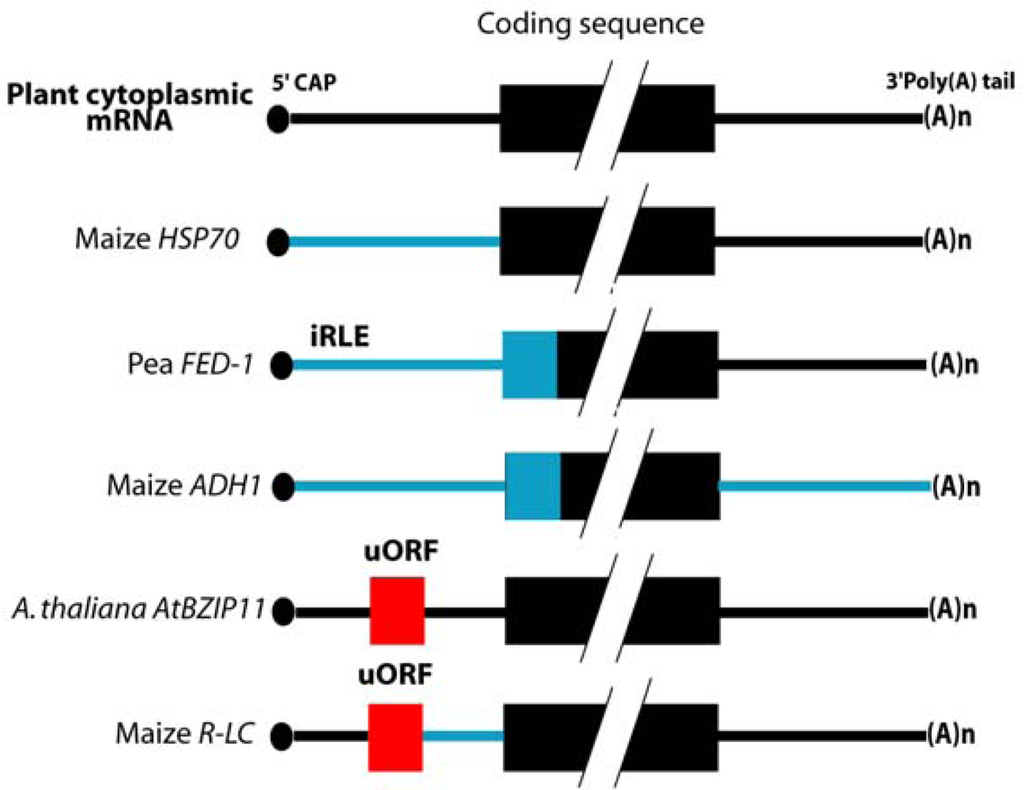 Post Transcriptional Regulation Of Gene Expression In Plants During Abiotic Stress