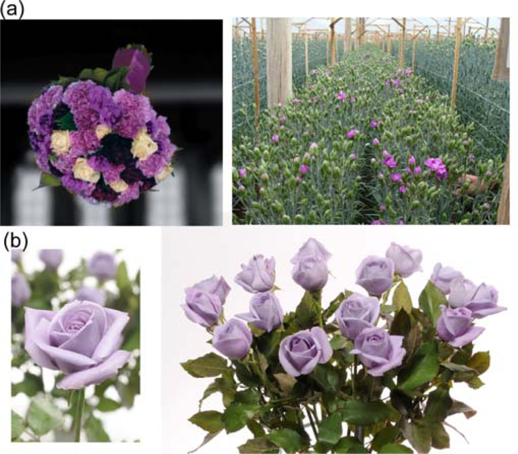 IJMS | Free Full-Text | Recent Progress of Flower Colour Modification by  Biotechnology