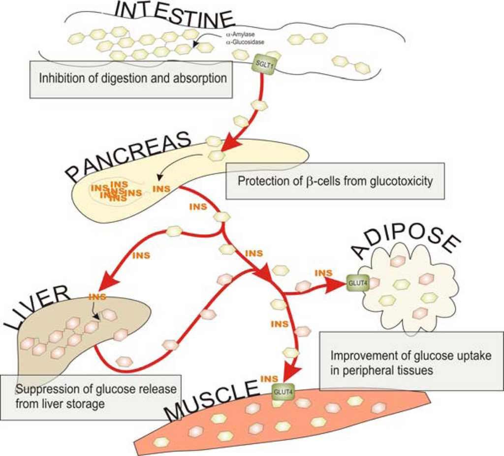 Carbohydrate metabolism and insulin sensitivity