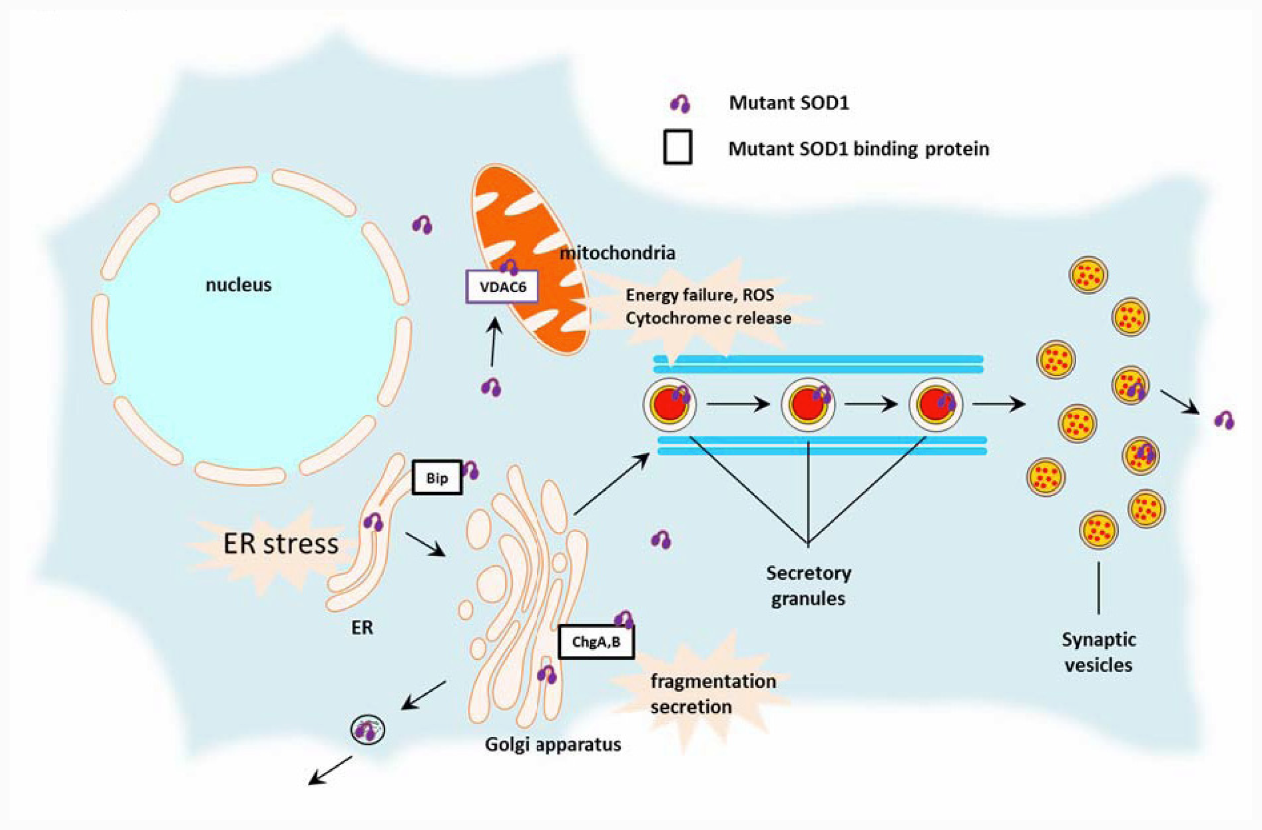 The Mobility issues associated with Amyotrophic Lateral Sclerosis