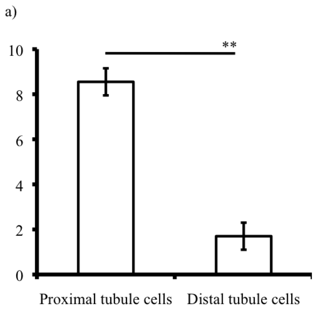 proximal vs distal tubule