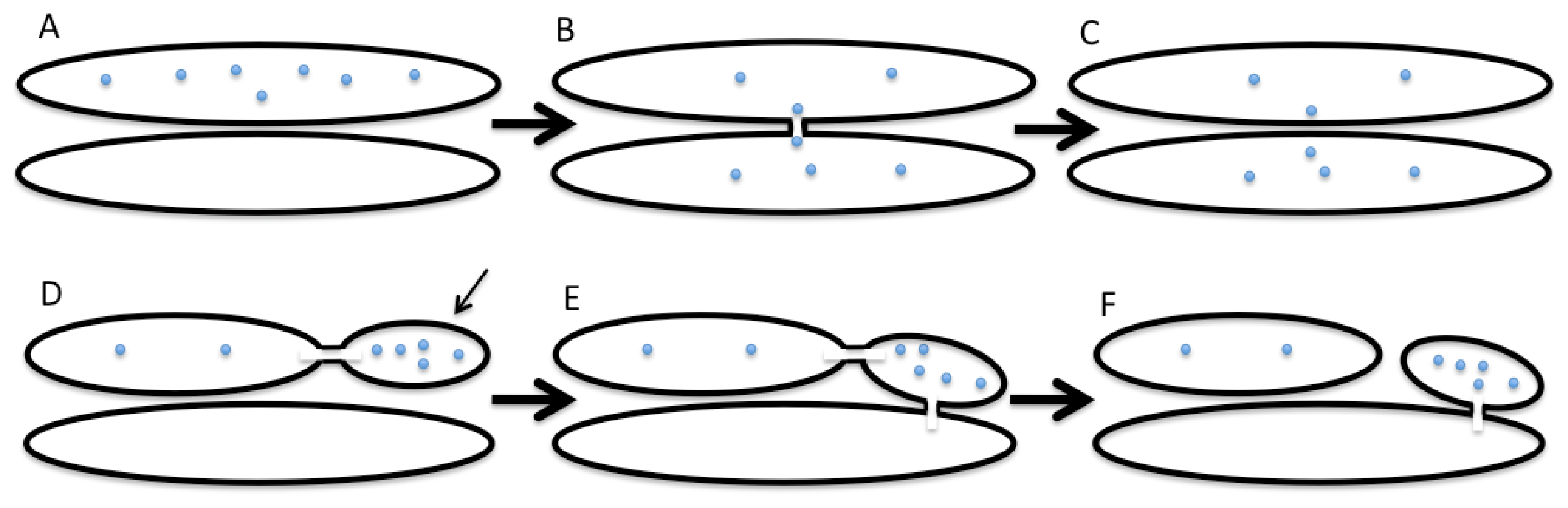 IJMS | Free Full-Text | The Kiss-and-Run Model of Intra-Golgi Transport