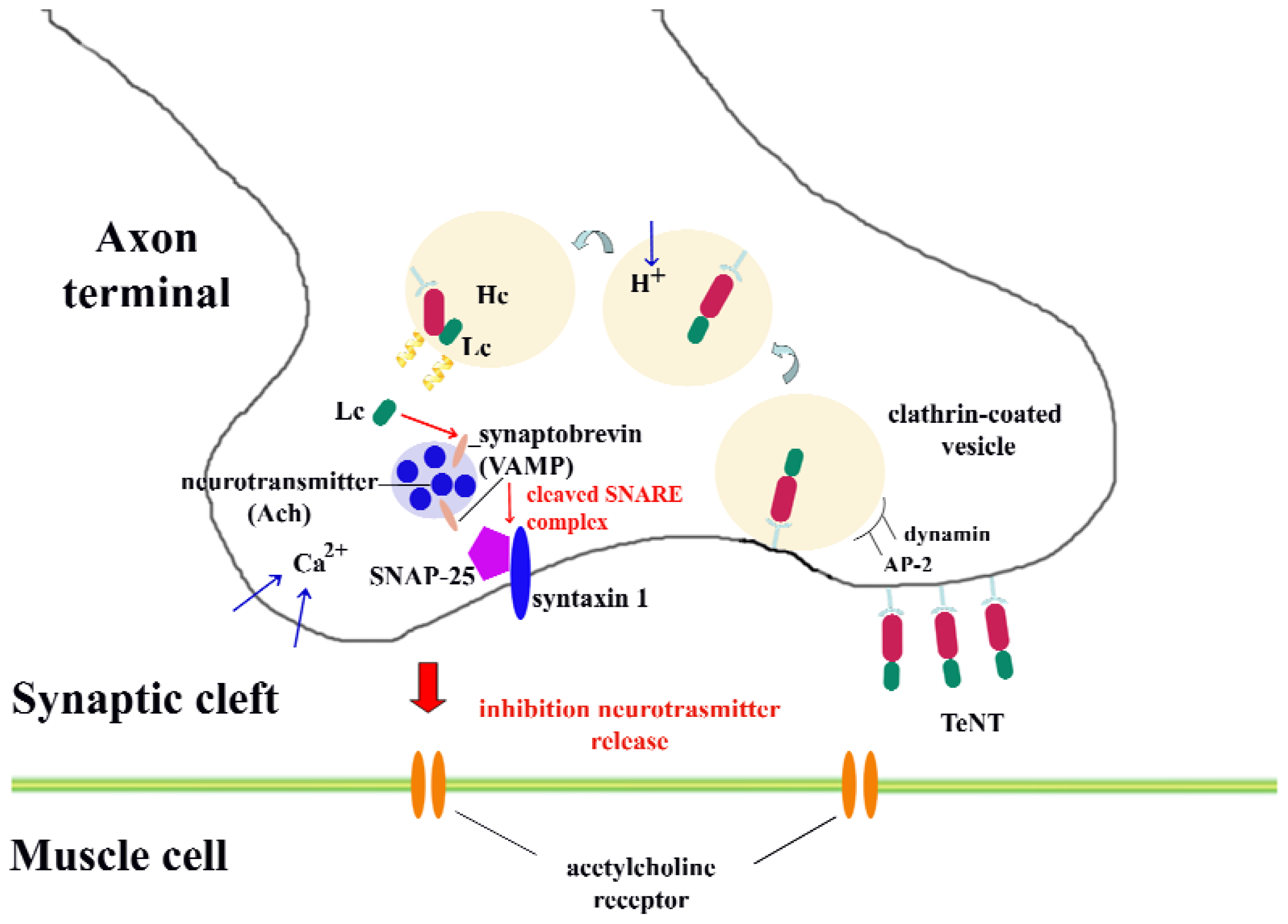 Celebrity Gå glip af patron IJMS | Free Full-Text | Fragment C of Tetanus Toxin: New Insights into Its  Neuronal Signaling Pathway
