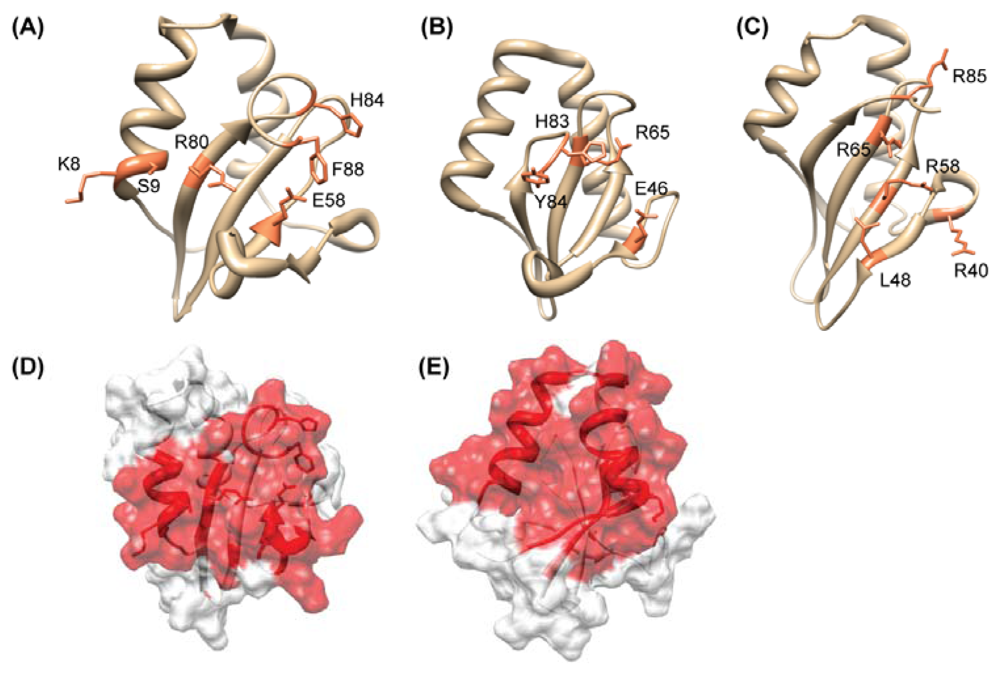IJMS | Free Full-Text | Structural Analysis of Hypothetical Proteins from  Helicobacter pylori: An Approach to Estimate Functions of Unknown or  Hypothetical Proteins | HTML