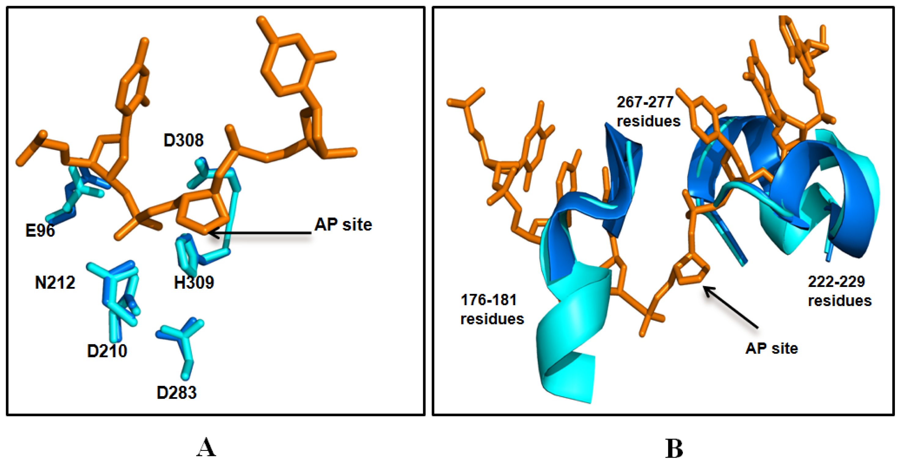 R d structure. DNA Cloning. Ген ADPRT, hogg1 , apex1. 3d structure scan.