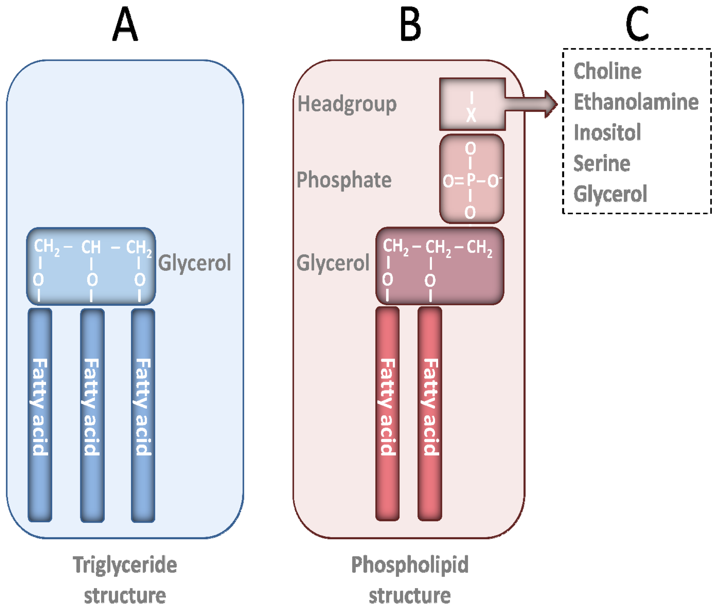 IJMS | Free Full-Text | Marine Omega-3 Phospholipids: Metabolism and  Biological Activities