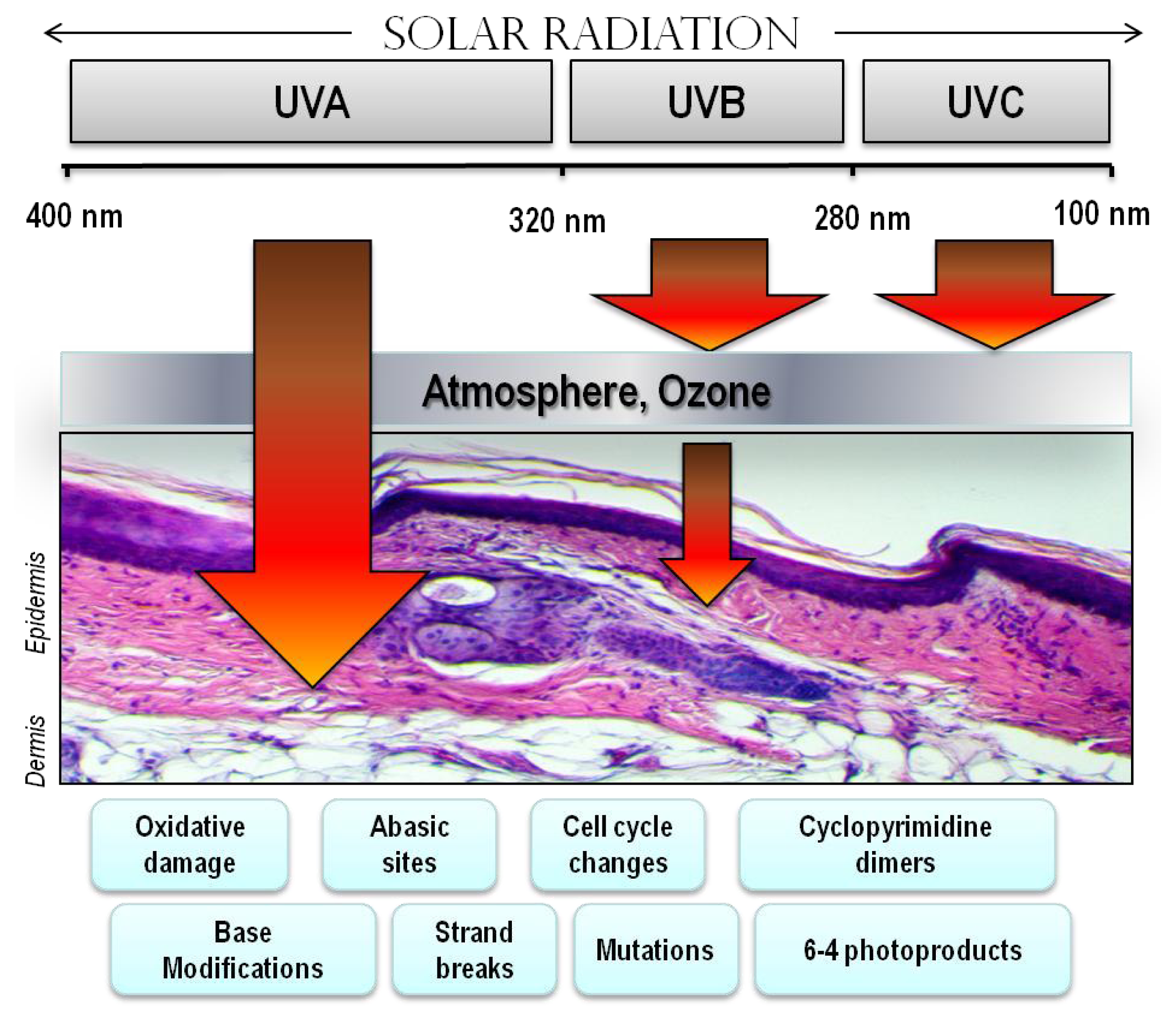 What is UV radiation?