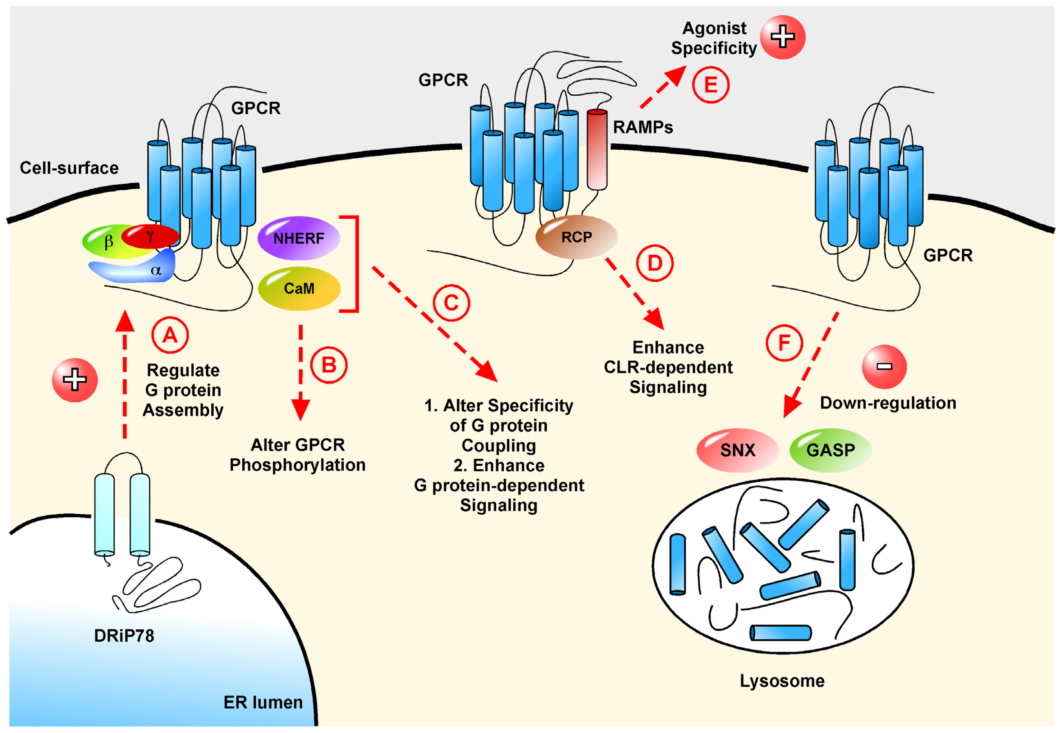 IJMS Free Full Text G Protein Coupled Receptors What A Difference A Partner Makes