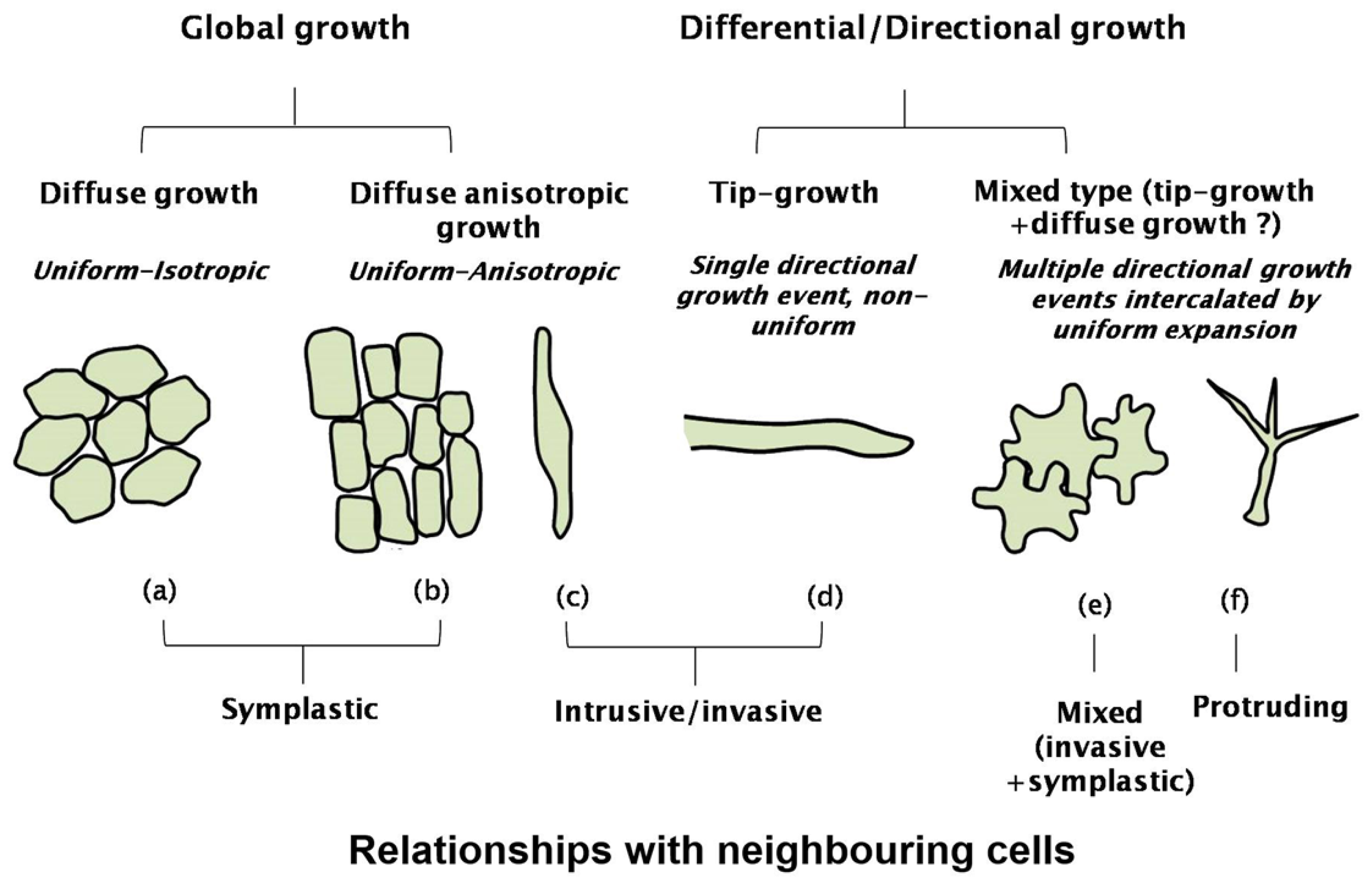 IJMS | Free Full-Text | No Stress! Relax! Mechanisms Governing Growth and  Shape in Plant Cells
