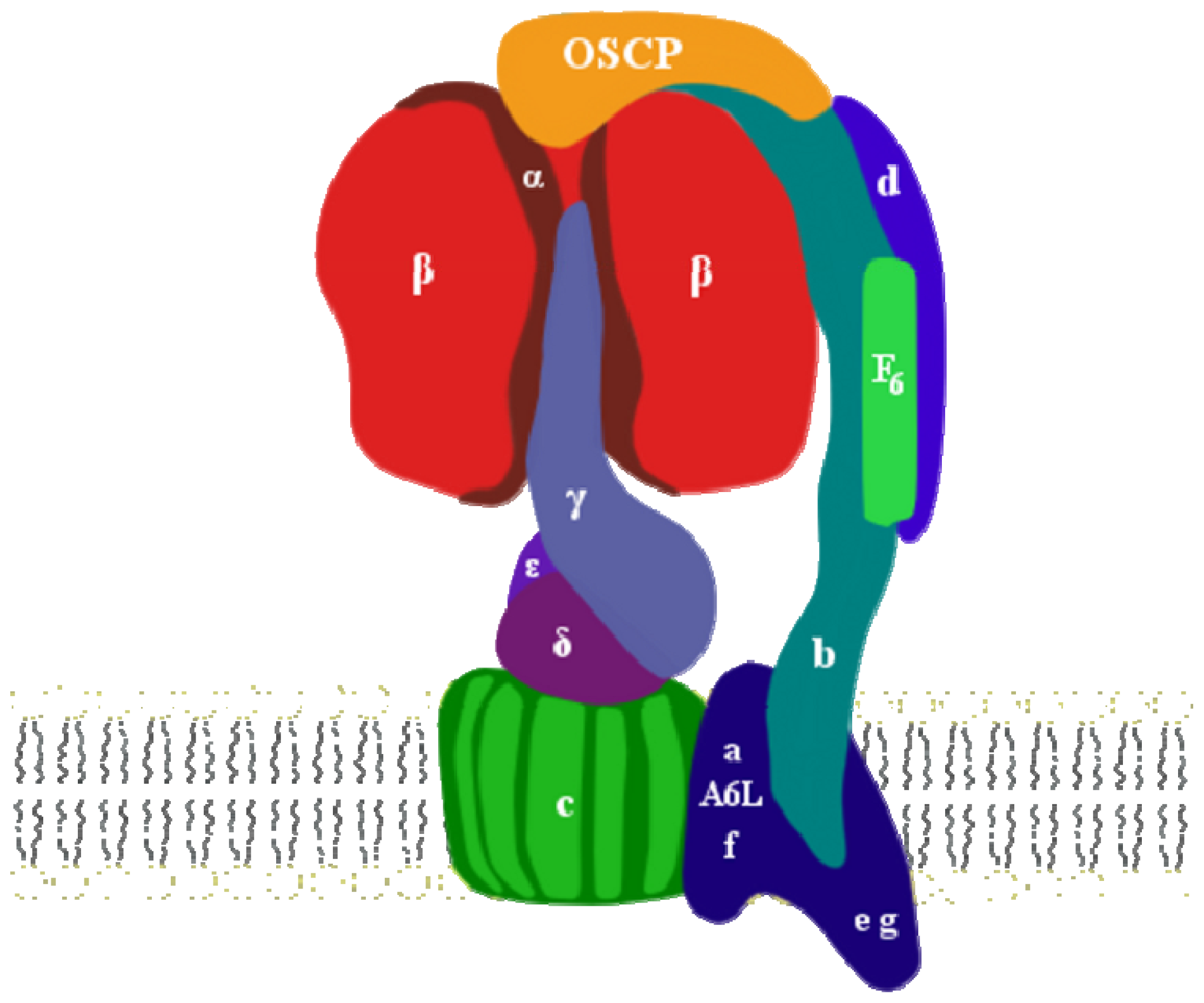 IJMS | Free Full-Text | The Oligomycin-Sensitivity Conferring Protein of  Mitochondrial ATP Synthase: Emerging New Roles in Mitochondrial  Pathophysiology | HTML