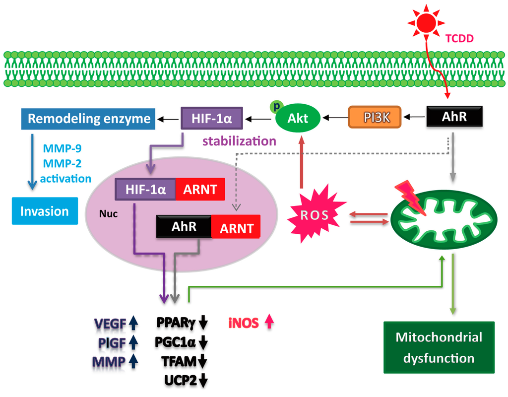 TCDD Induces the Hypoxia-Inducible Factor (HIF)-1α Regulatory Pathway in Human Trophoblastic JAR Cells