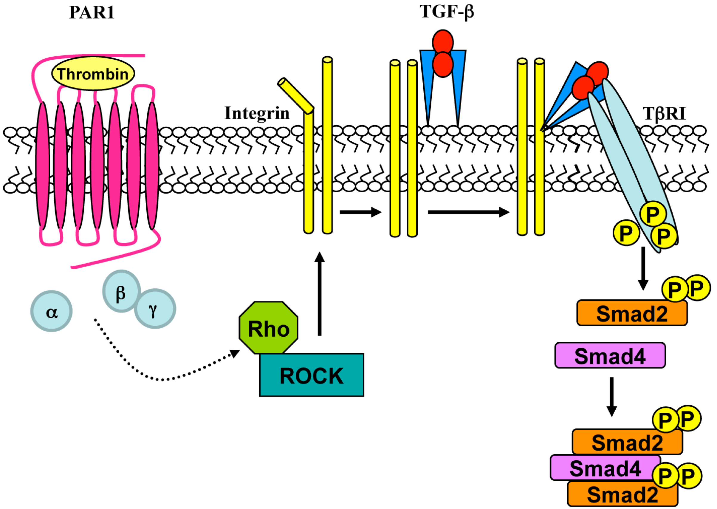 1 рецептор. Sur-1 Рецептор. GPCR рецепторы. Структура GPCR рецепторов. Рецепторы, регулирующие транскрипцию ДНК.