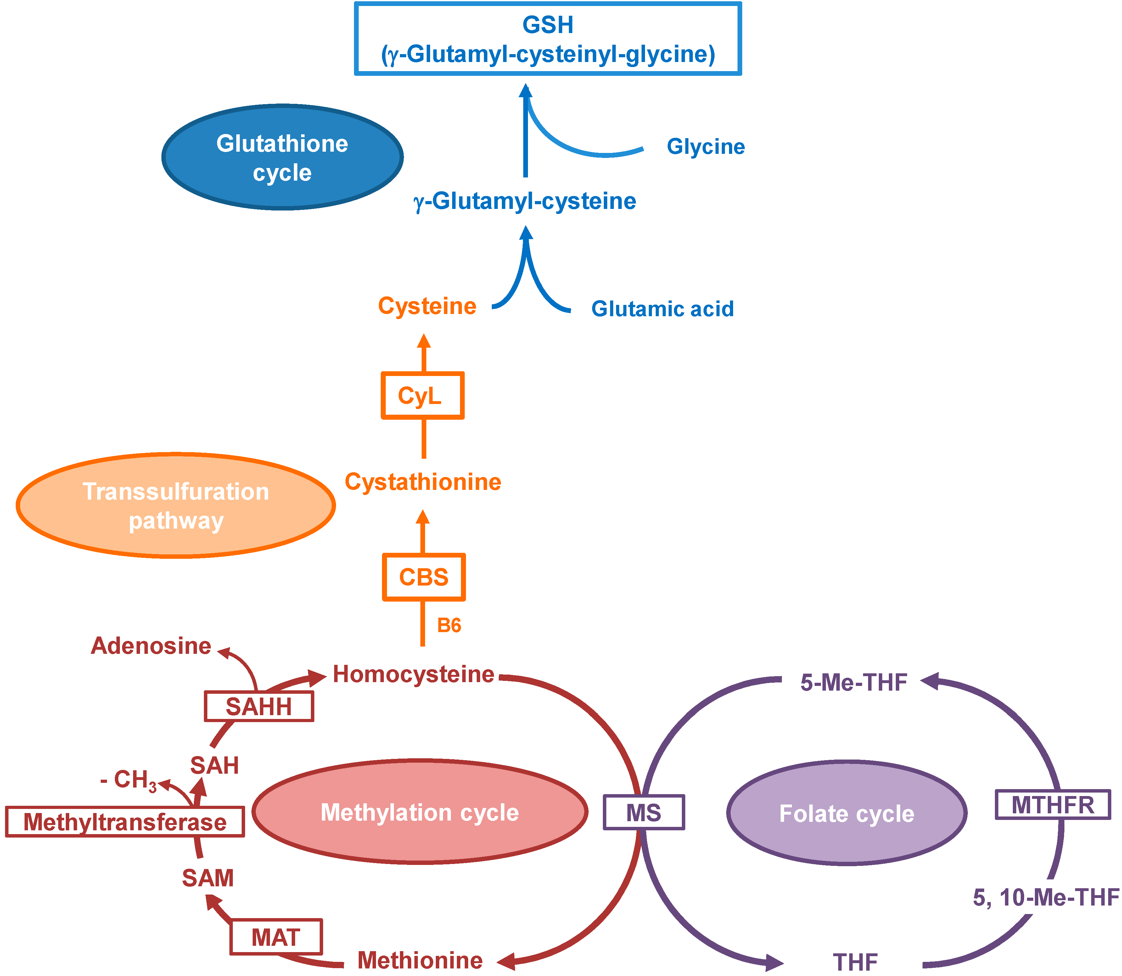 Глутамил цистеинил глицин динатрия. Гомоцистеин и глутатион. Метионин и глутатион. Фолатный цикл. Metabolism scheme.