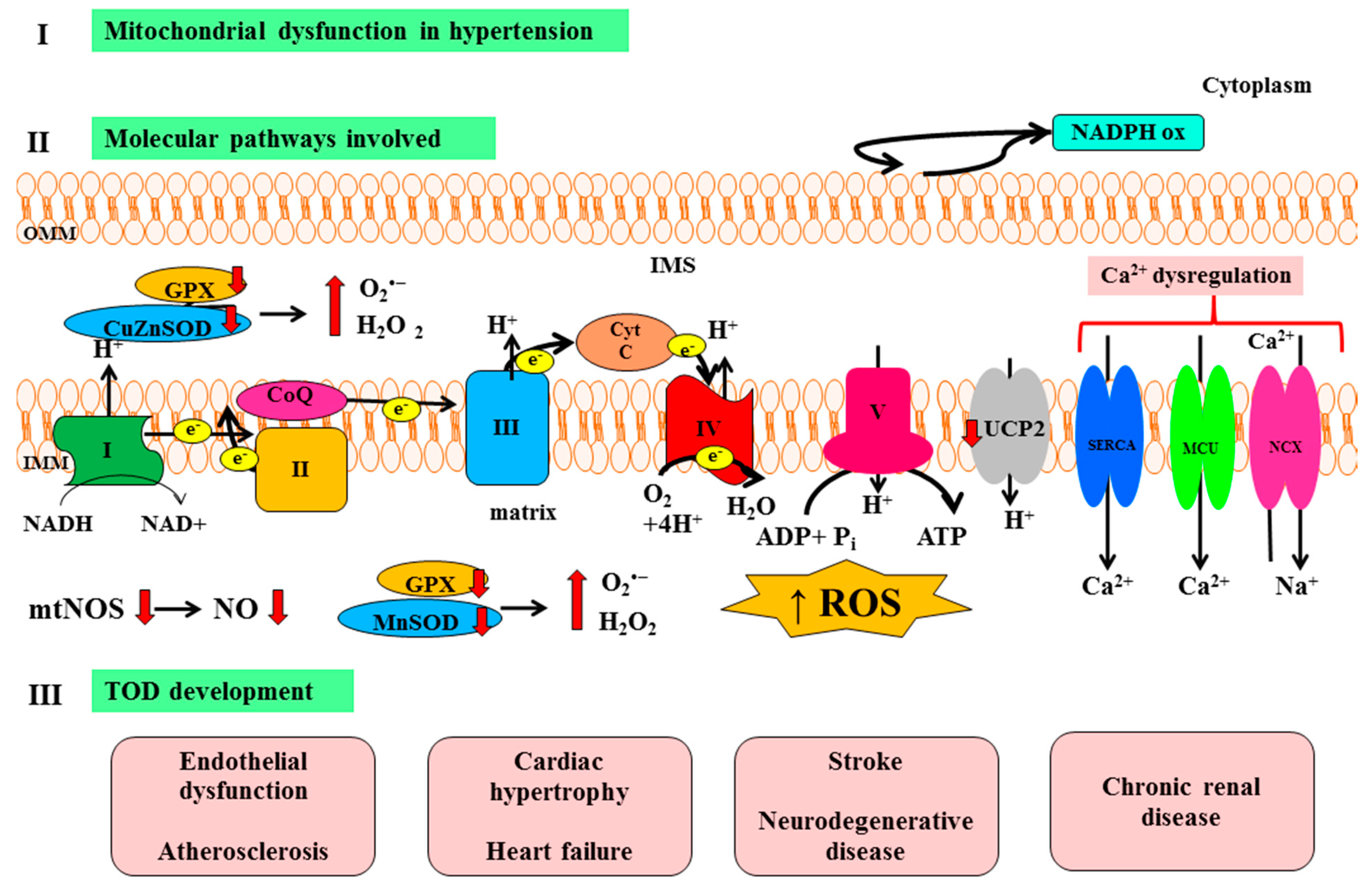 IJMS | Free Full-Text | Pathogenesis of Target Organ Damage in Hypertension:  Role of Mitochondrial Oxidative Stress