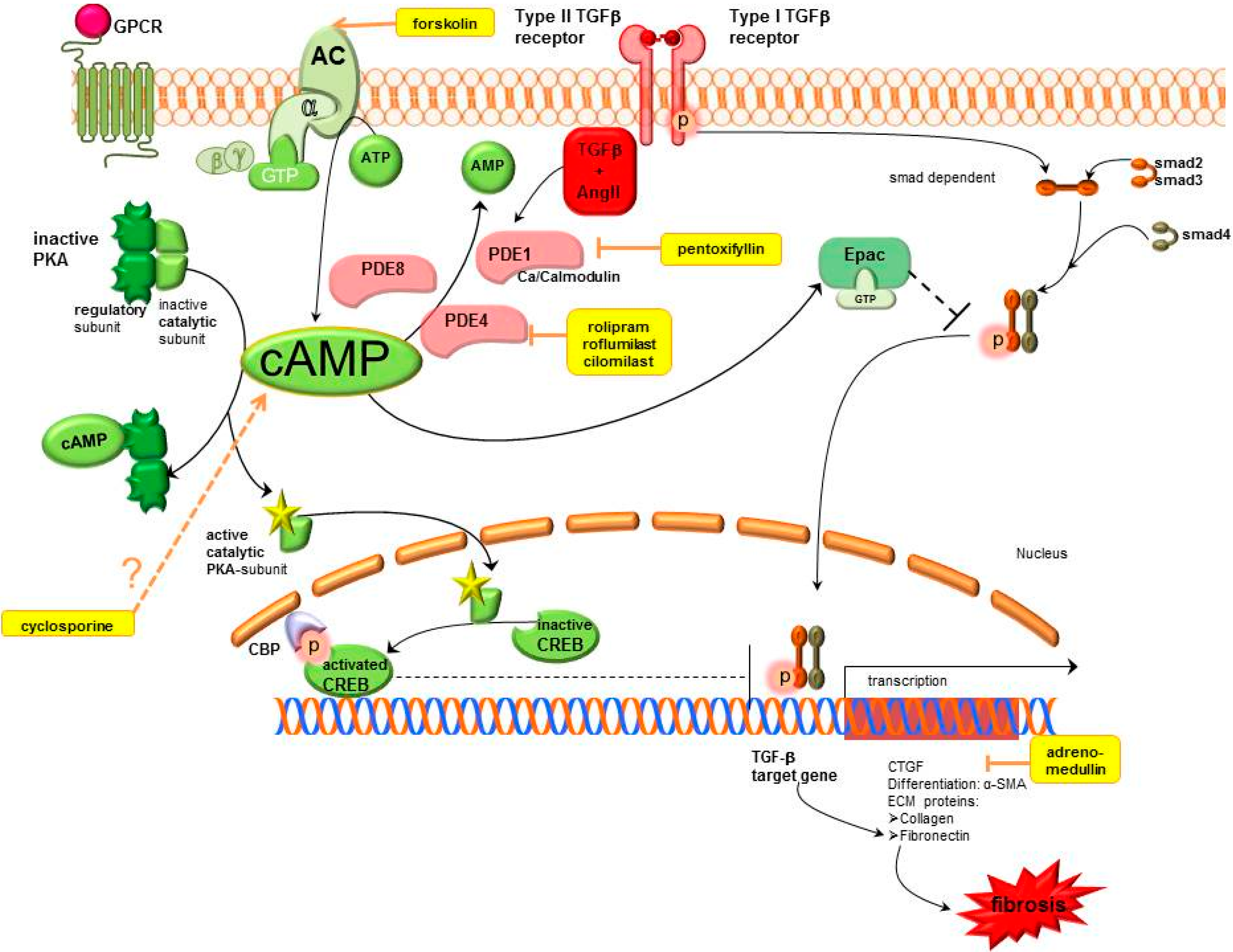cyclic amp signaling pathway
