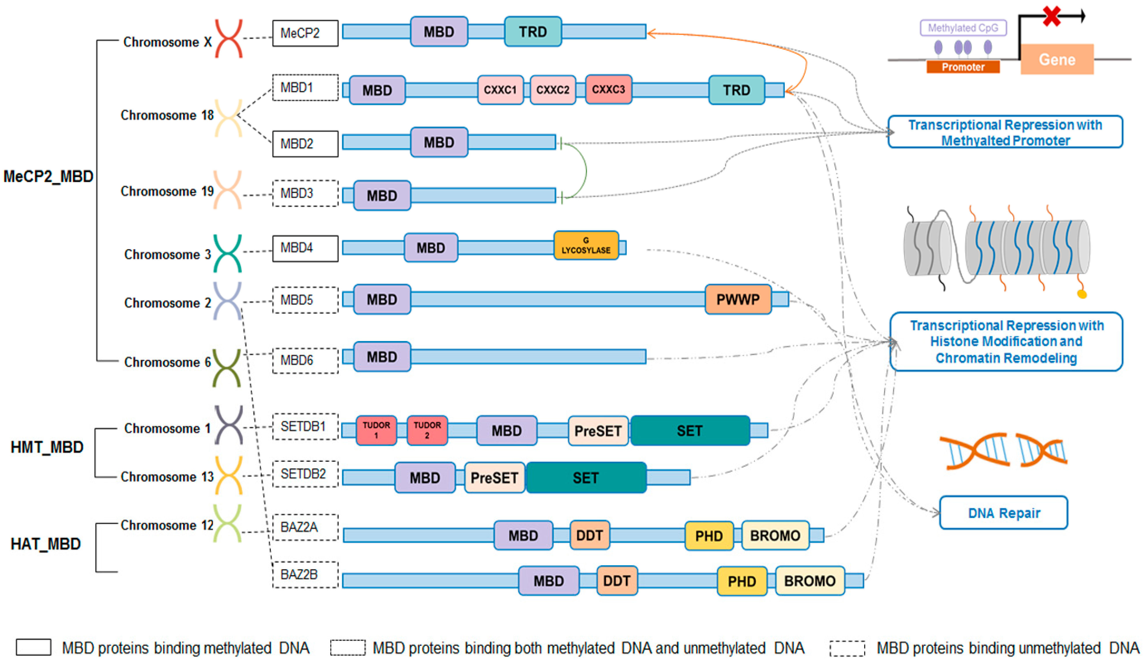 IJMS | Free Full-Text | An Epigenetic Regulator: Methyl-CpG-Binding Domain  Protein 1 (MBD1)