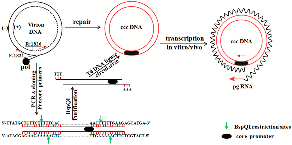 Ijms Free Full Text The Infection Efficiency And Replication Ability Of Circularized Hbv Dna Optimized The Linear Hbv Dna In Vitro And In Vivo