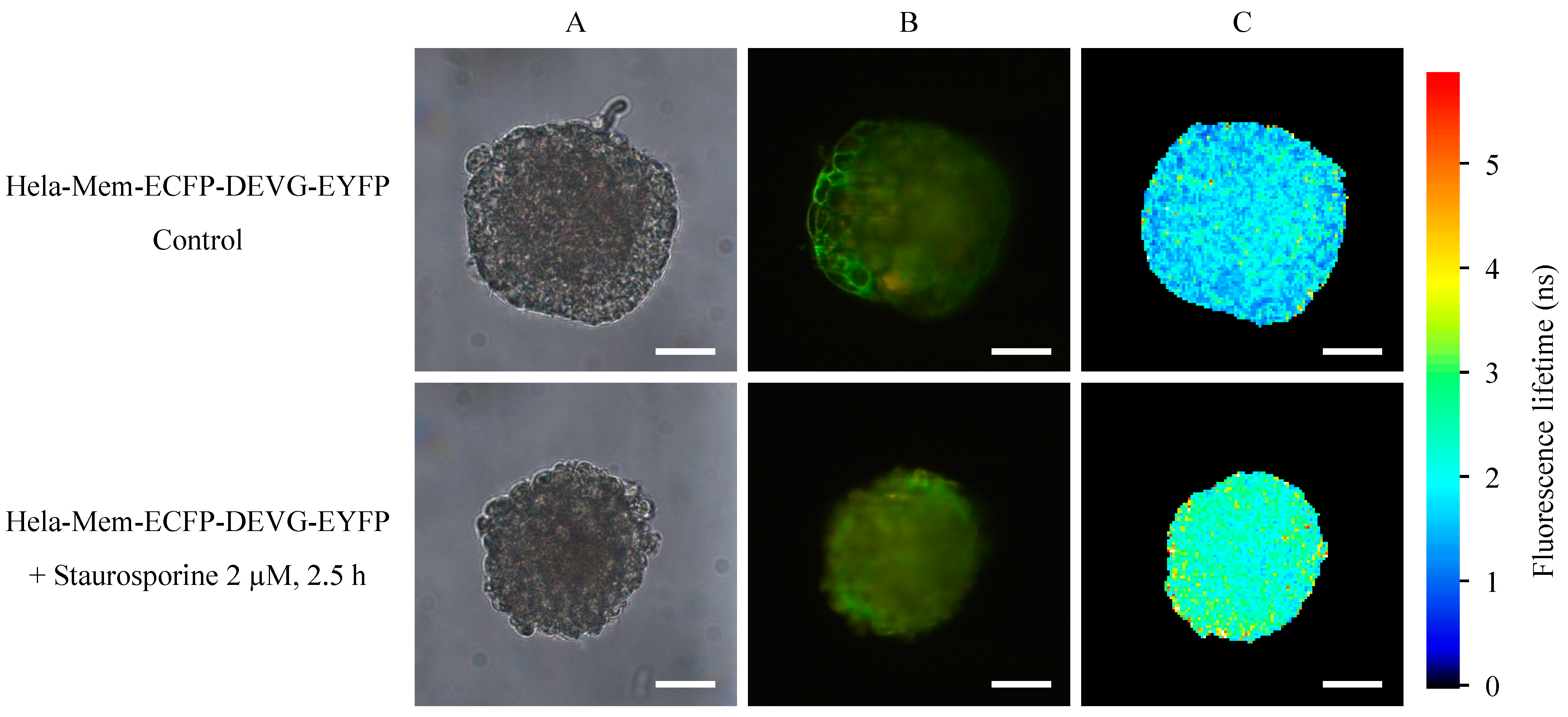 Ijms 16 05375 g004