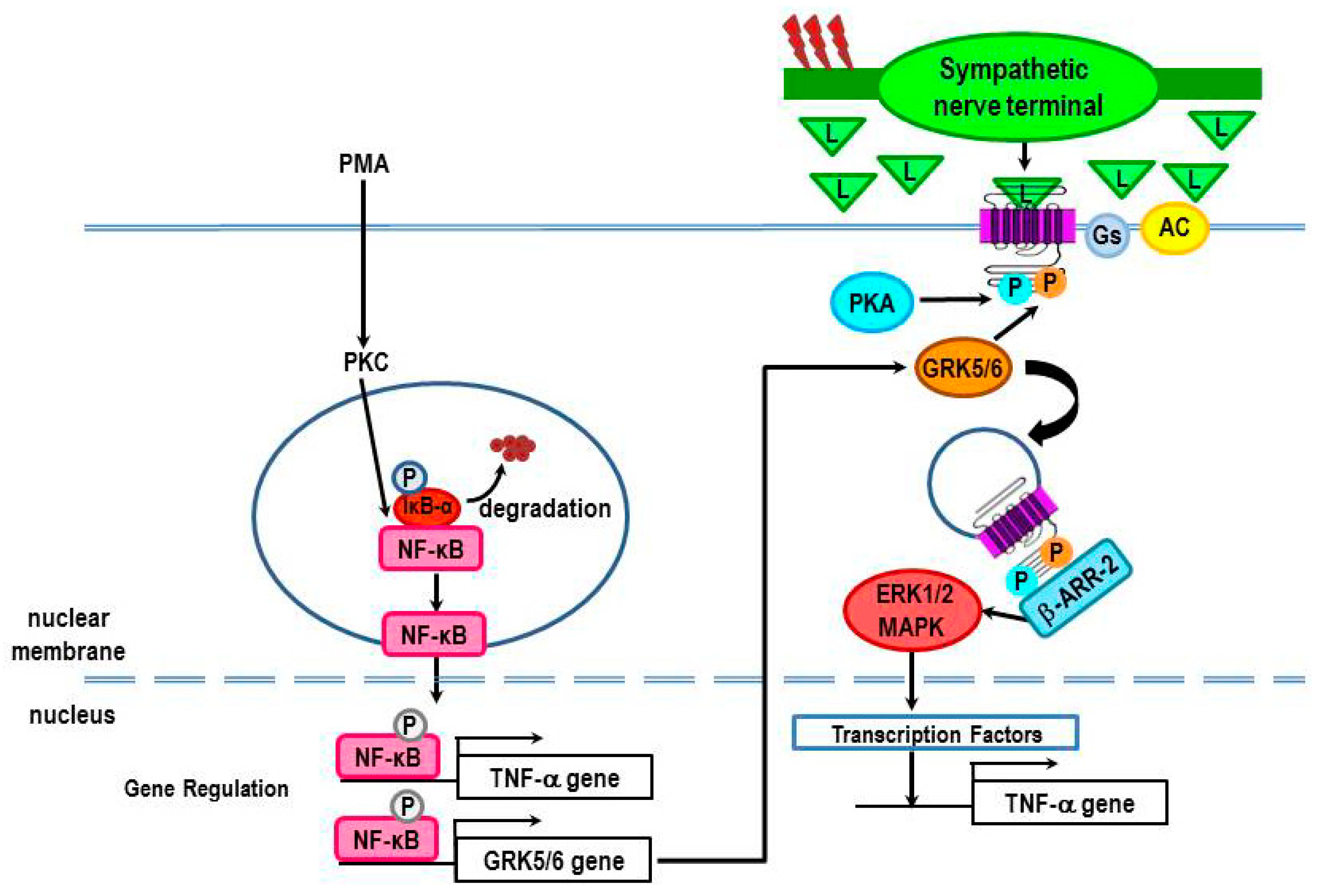 IJMS | Free Full-Text | Molecular Mechanisms Underlying β-Adrenergic  Receptor-Mediated Cross-Talk between Sympathetic Neurons and Immune Cells