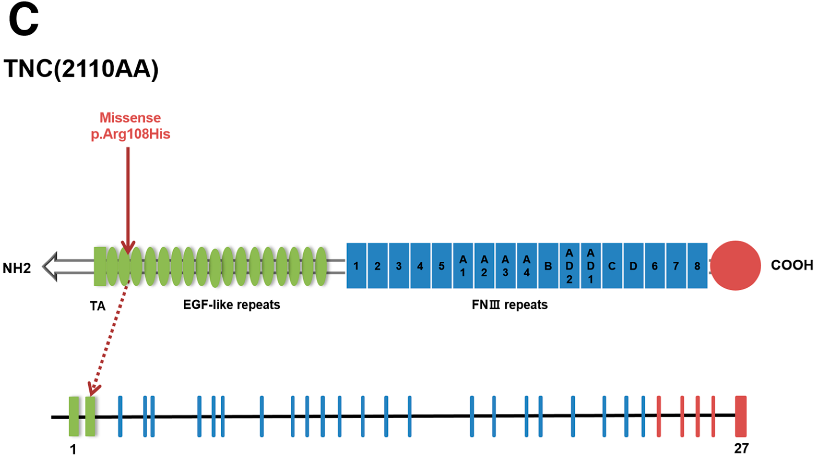 Clinical exome sequencing identifies novel CREBBP variants in 18 Chinese  Rubinstein–Taybi Syndrome kids with high frequency of polydactyly - Yu -  2019 - Molecular Genetics & Genomic Medicine - Wiley Online Library