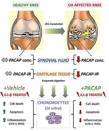 IJMS | Free Full-Text | Ameliorative Effects of PACAP against Cartilage  Degeneration. Morphological, Immunohistochemical and Biochemical Evidence  from in Vivo and in Vitro Models of Rat Osteoarthritis | HTML