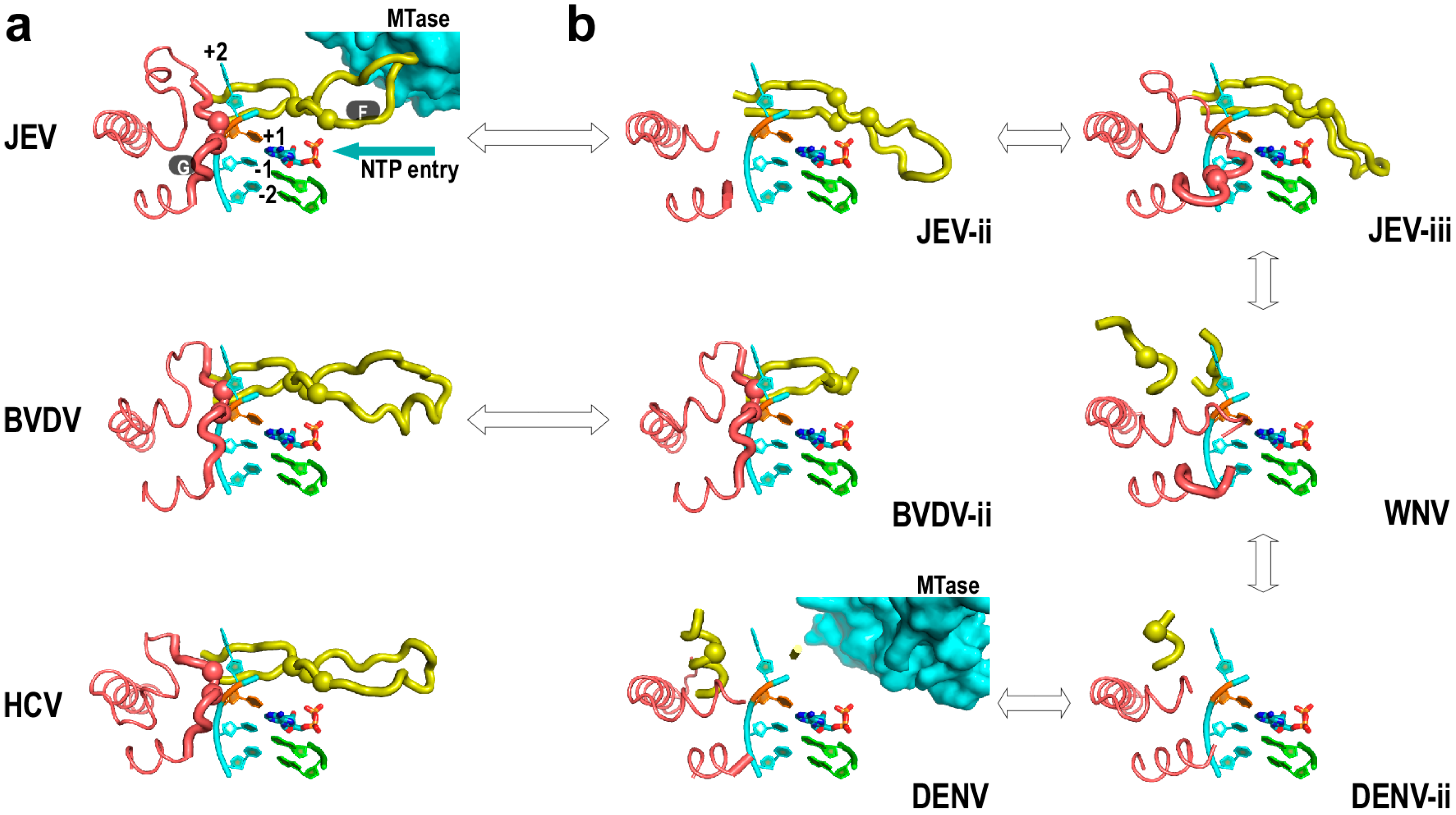 IJMS | Free Full-Text | A Structural Overview of RNA-Dependent RNA  Polymerases from the Flaviviridae Family
