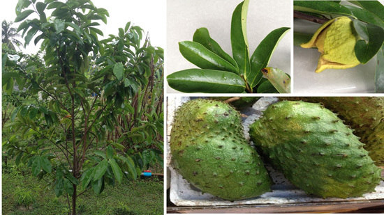smuk Ubestemt taxa IJMS | Free Full-Text | Annona muricata (Annonaceae): A Review of Its  Traditional Uses, Isolated Acetogenins and Biological Activities | HTML