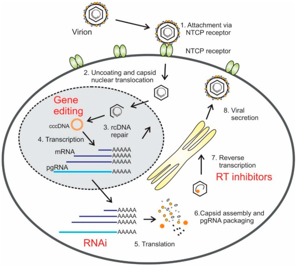 IJMS | Free Full-Text | Progress and Prospects of Anti-HBV ...