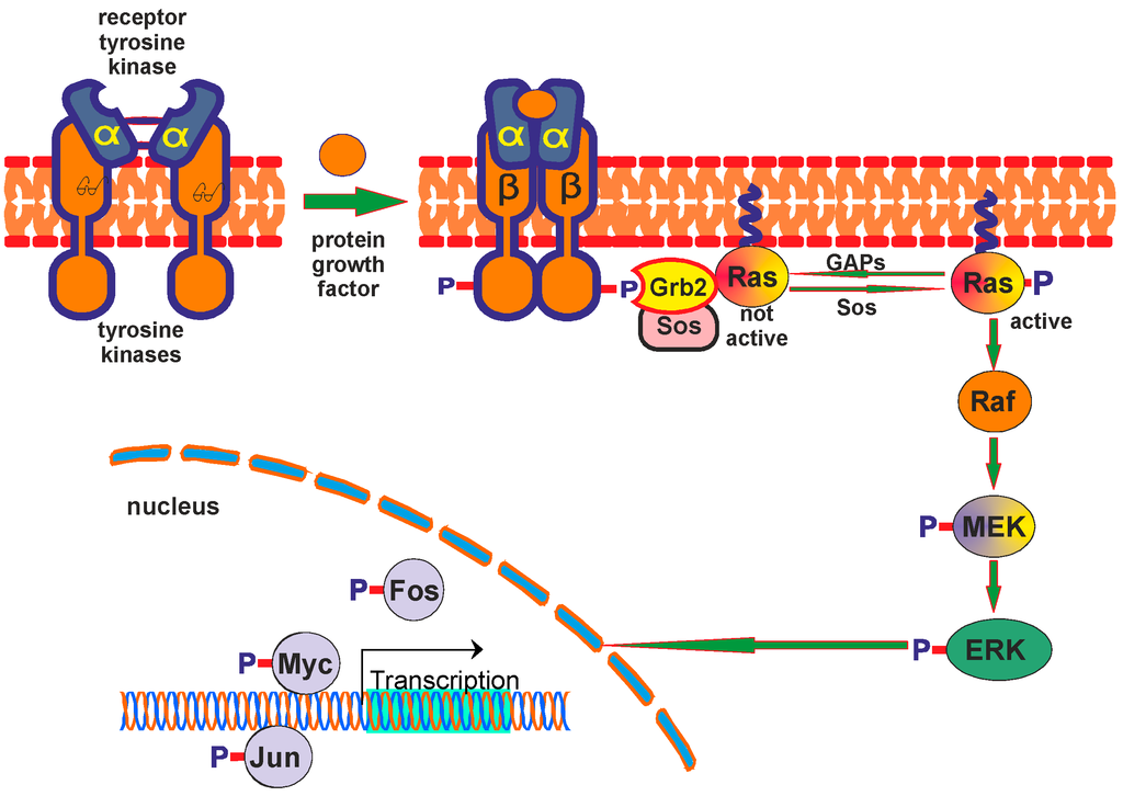 Receptor universal de sangre