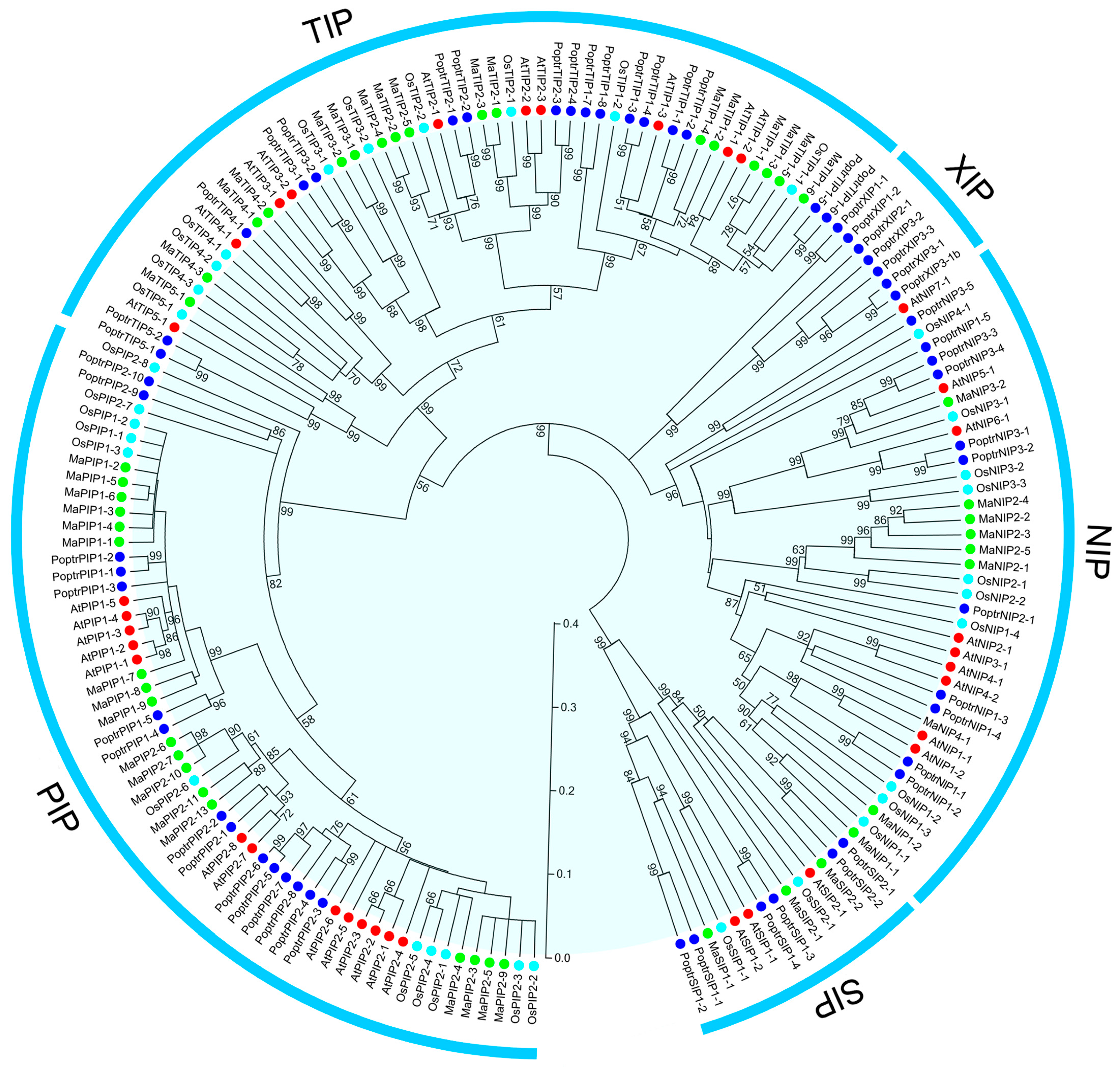 Ijms Free Full Text Genome Wide Identification And Expression Analyses Of Aquaporin Gene Family During Development And Abiotic Stress In Banana Html