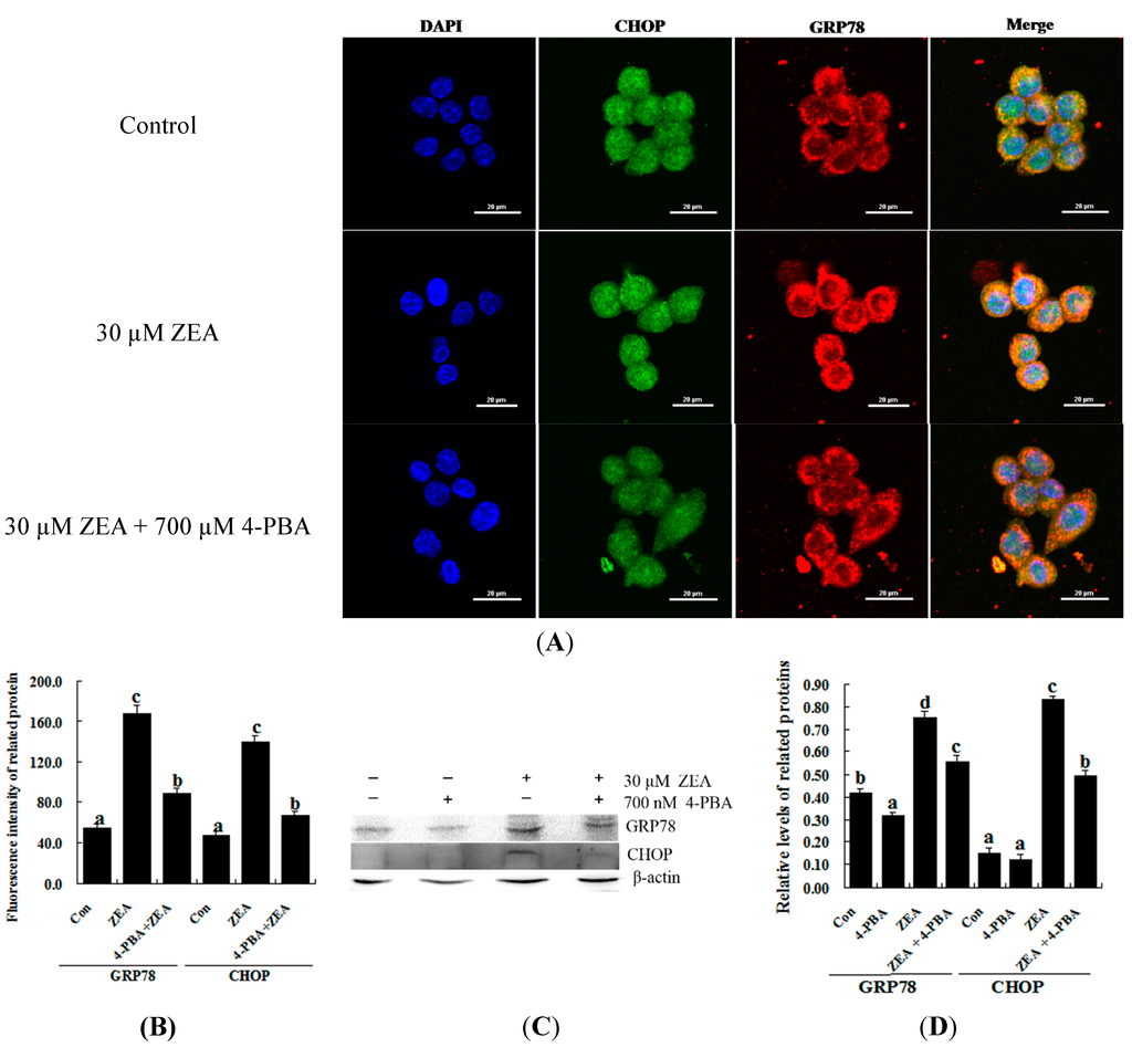 a) Fluorescence images of RAW 264.7 macrophages grown for 24 h and