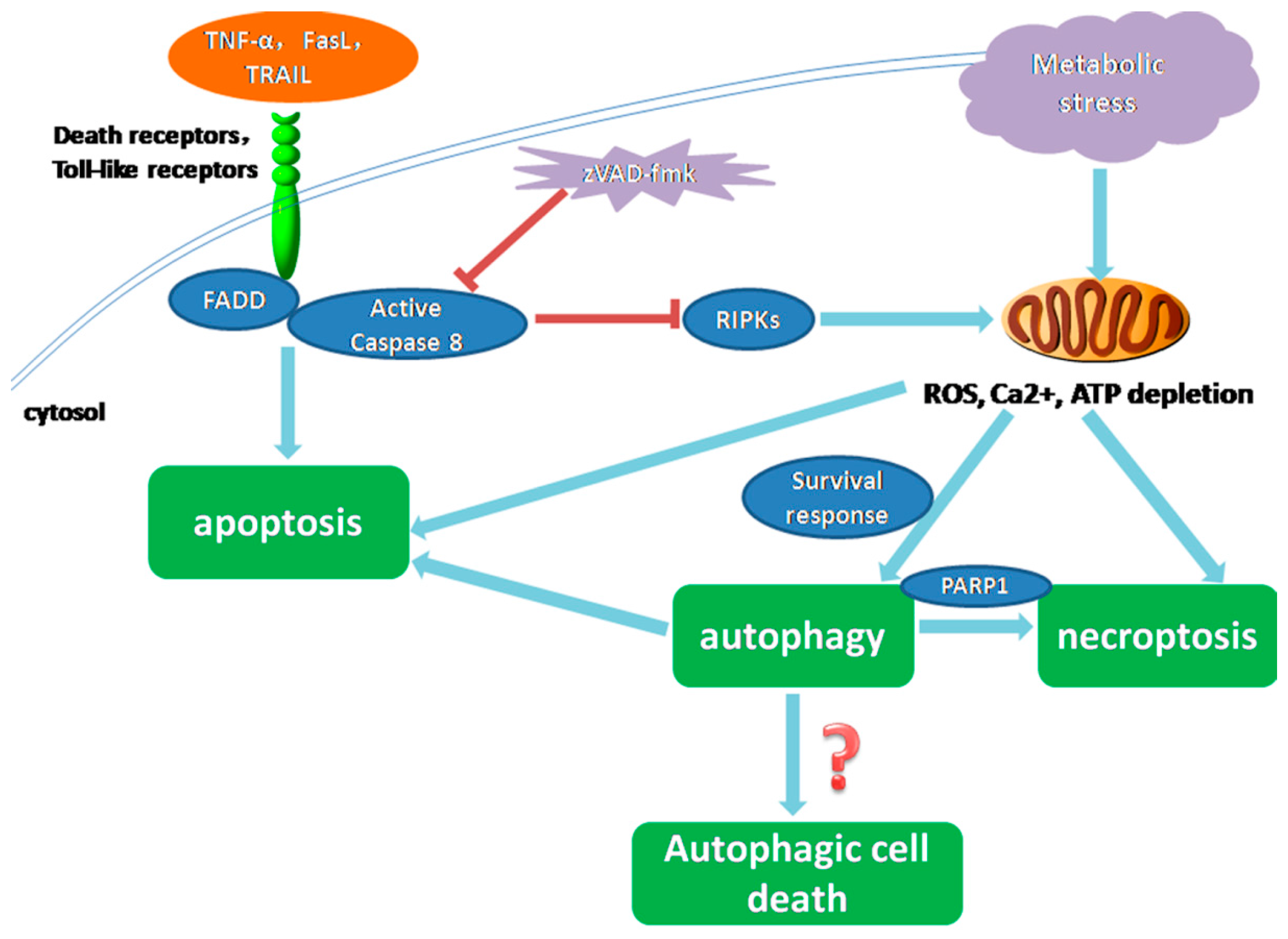 Cell text. Fasl взаимодействие. Апоптоз parp1. Канал apoptosis. Metabolic Autophagy Sima Land.