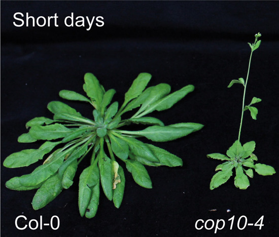 Offshoots Indian Hawthorn Choices