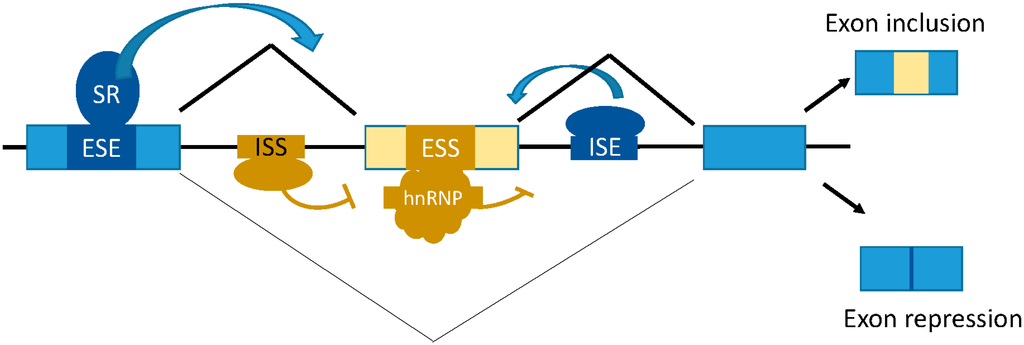 The role played by alternative splicing in antigenic variability in