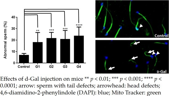 IJMS Free FullText Optimizing a Male Reproductive