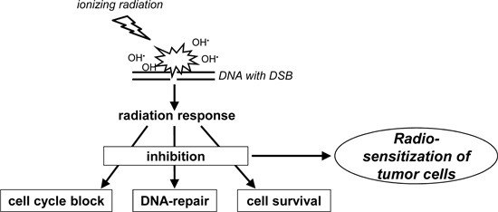 IJMS | Free Full-Text | Cellular Pathways in Response to Ionizing Radiation  and Their Targetability for Tumor Radiosensitization