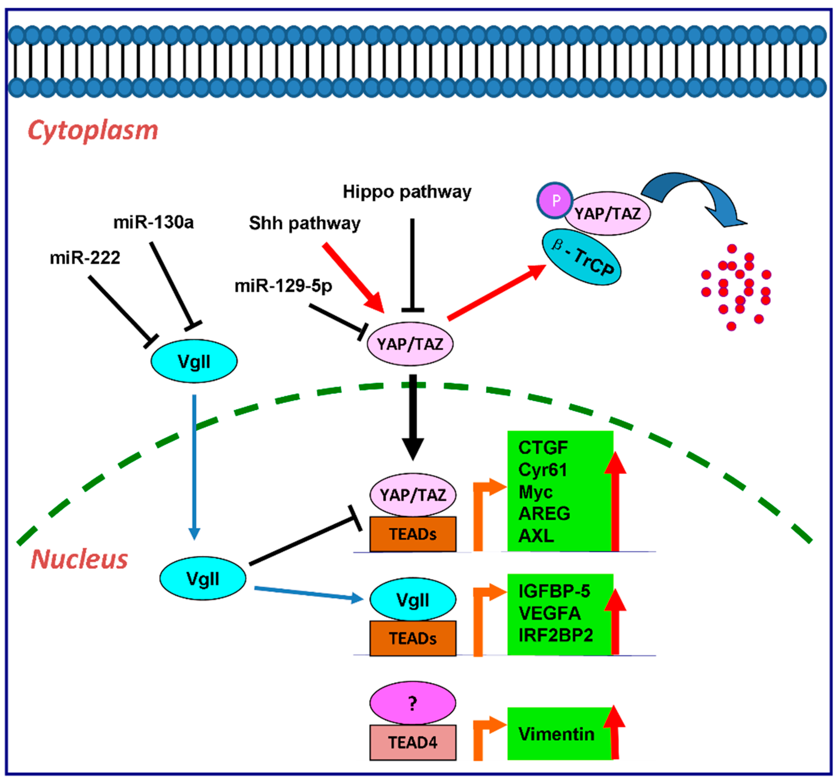 IJMS | Free Full-Text | The TEAD Family and Its Oncogenic Role in Promoting  Tumorigenesis