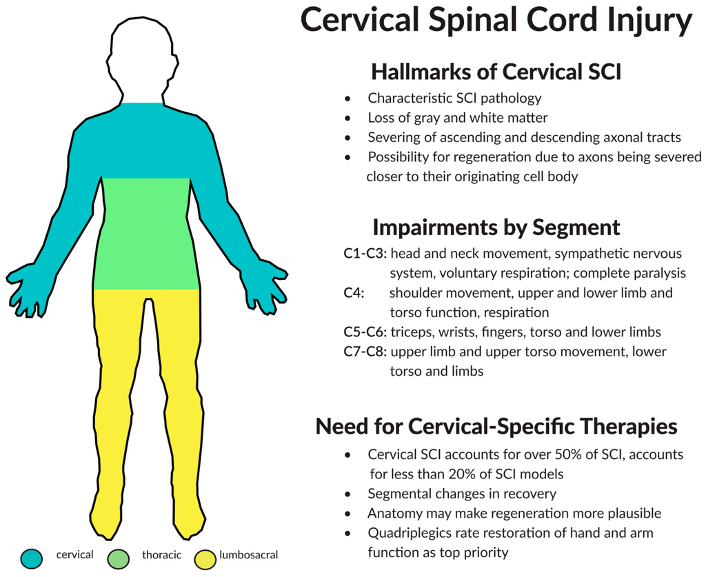 IJMS | Free Full-Text | Induced Pluripotent Stem Cell Therapies for  Cervical Spinal Cord Injury