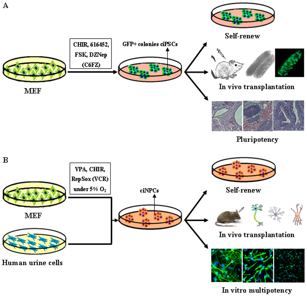 IJMS | Free Full-Text | Rationale and Methodology of Reprogramming for  Generation of Induced Pluripotent Stem Cells and Induced Neural Progenitor  Cells