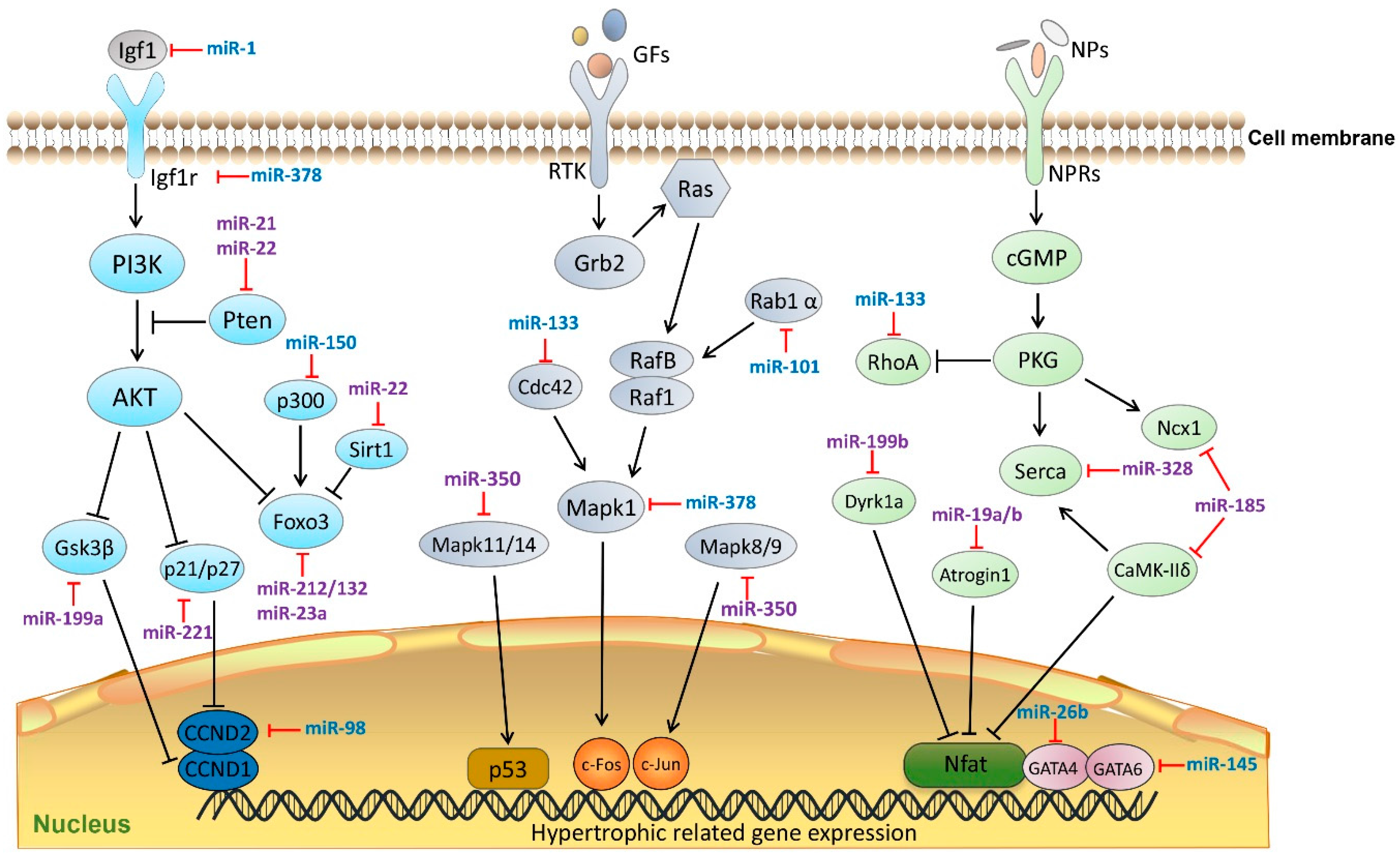 IJMS | Free Full-Text | Overview of MicroRNAs in Cardiac Hypertrophy