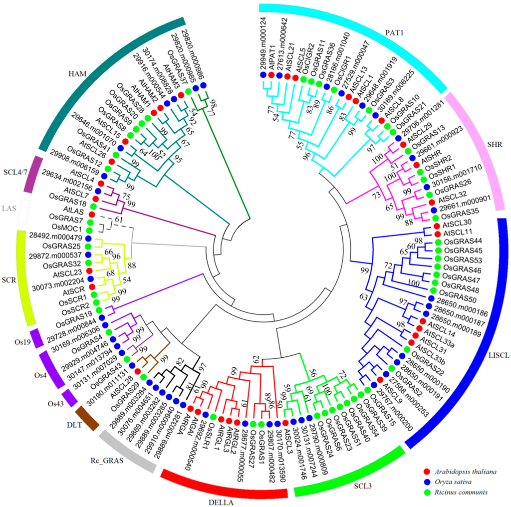 IJMS | Free Full-Text | Genome-Wide Identification, Evolutionary ...