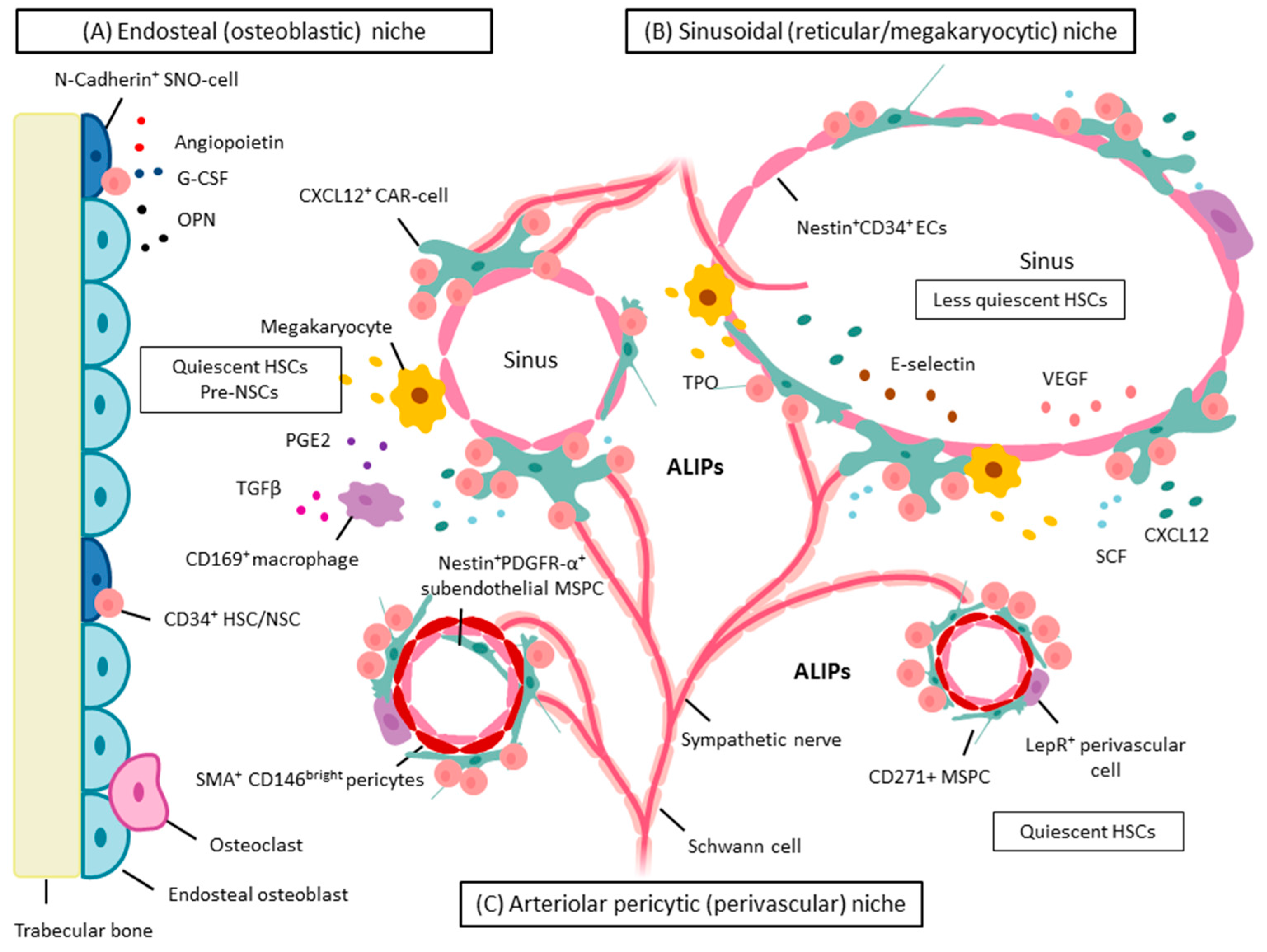 IJMS | Free Full-Text | Mesenchymal Stem and Progenitor Cells in Normal and  Dysplastic Hematopoiesis—Masters of Survival and Clonality? | HTML