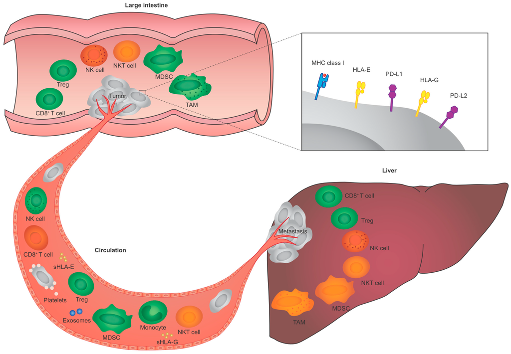 IJMS | Free Full-Text | The Immunogenicity of Colorectal Cancer in ...