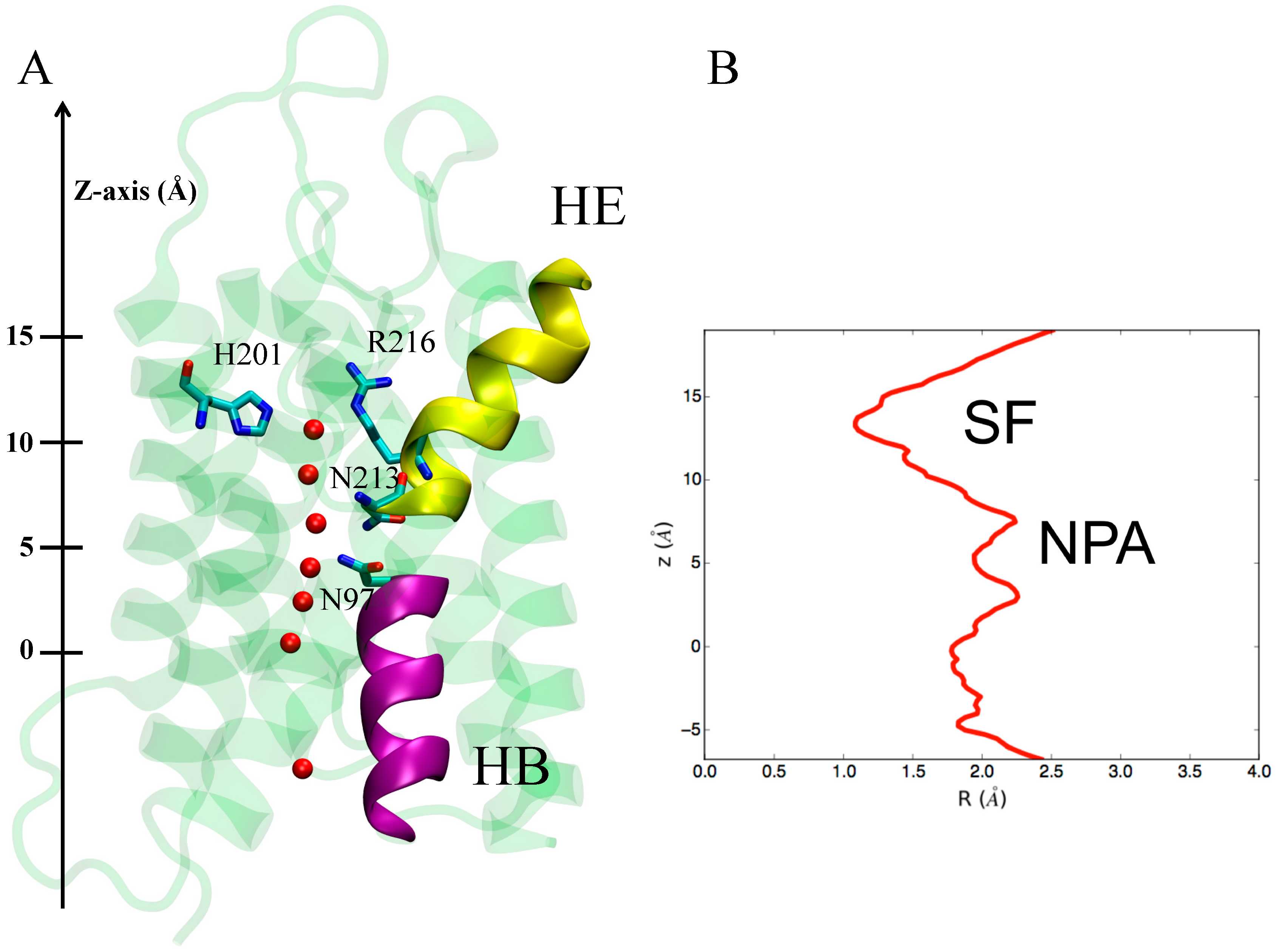 Ijms Free Full Text Human Aquaporin 4 And Molecular Modeling Historical Perspective And 