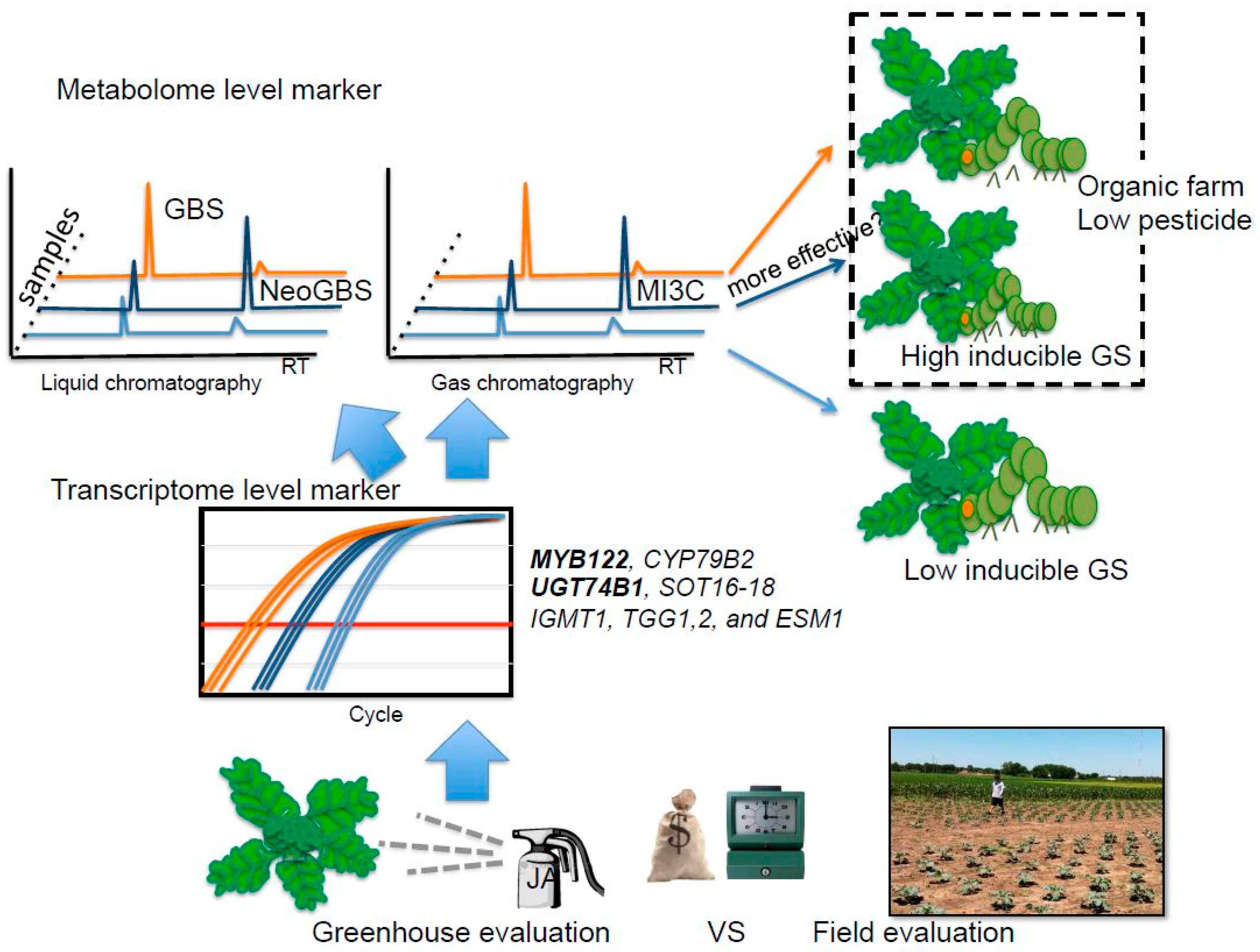 IJMS | Free Full-Text | Transcriptome and Metabolome Analyses of  Glucosinolates in Two Broccoli Cultivars Following Jasmonate Treatment for  the Induction of Glucosinolate Defense to Trichoplusia ni (Hübner)