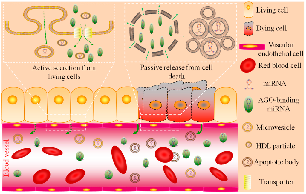 IJMS | Free Full-Text | Circulating Organ-Specific MicroRNAs Serve as ...