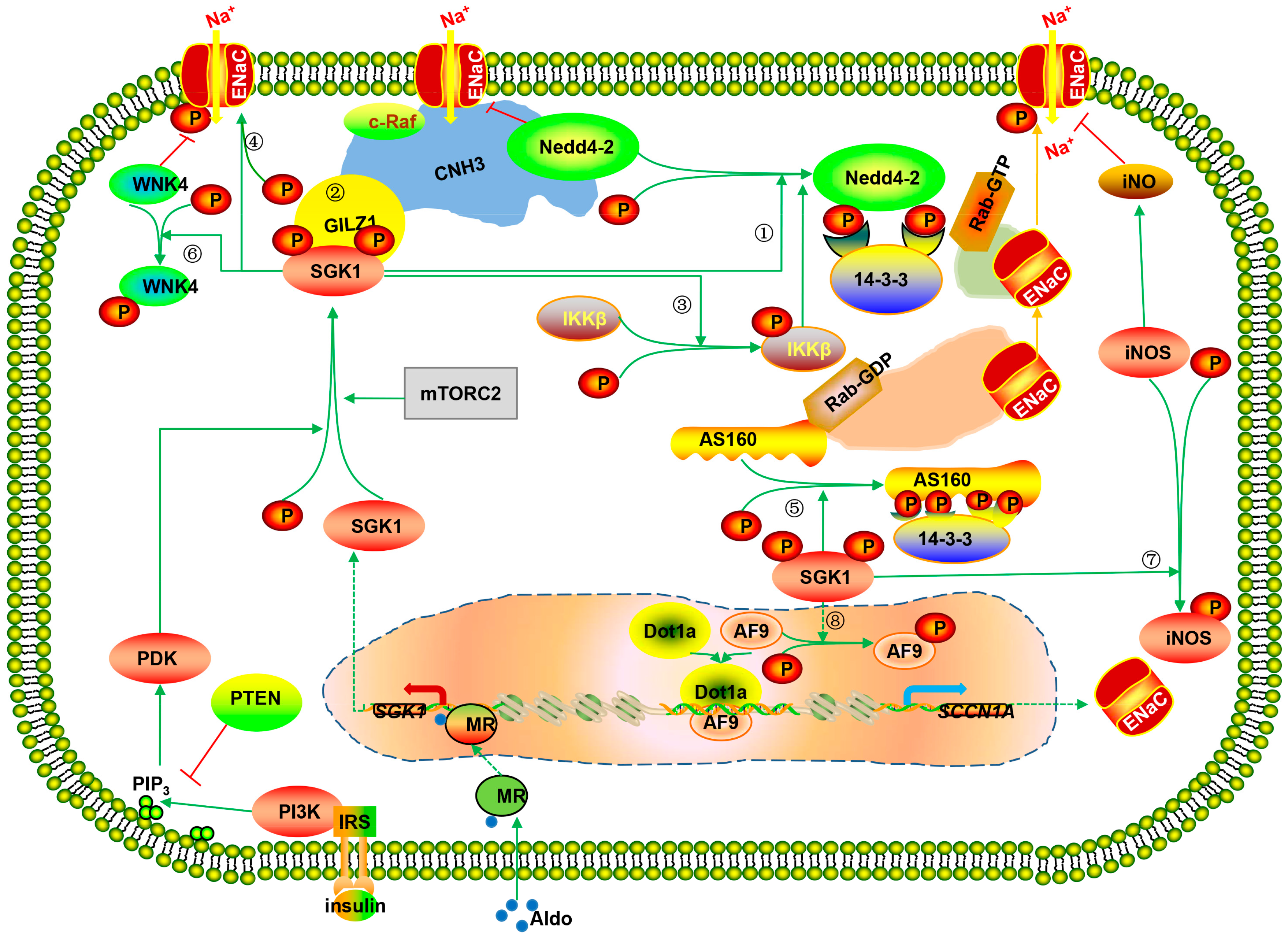 IJMS | Free Full-Text | Serum and Glucocorticoid Regulated Kinase 1 in  Sodium Homeostasis